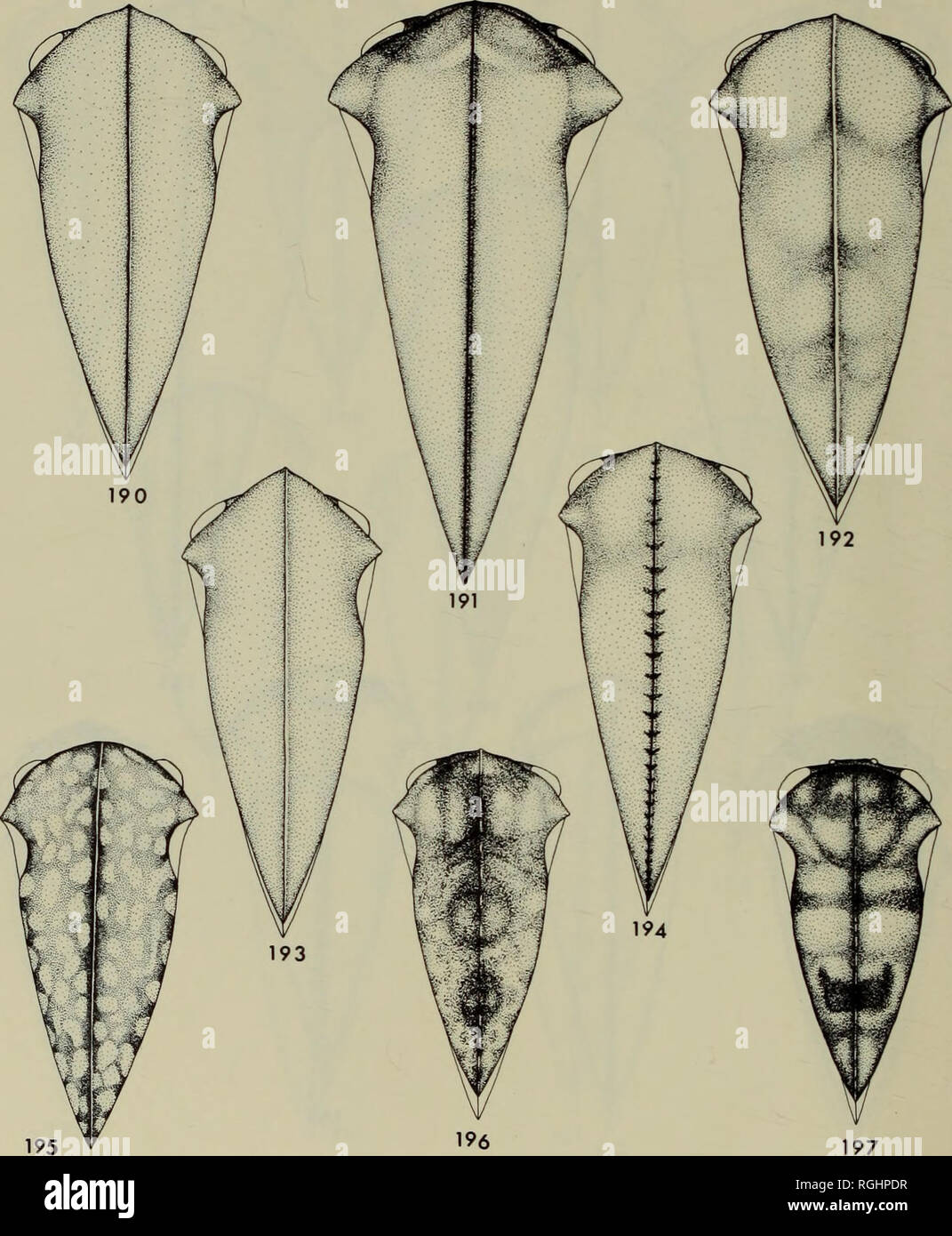 . Bulletin of the British Museum (Natural History) Entomology. 444 P. S. BROOMFIELD. Figs 190-197. Dorsal view of Amastris species. 190, ramosa; 191, pseudoelevata; 192, simillima; 193, compacta; 194, inermis; 195, guttata; 196, sabulosa; 197, notata.. Please note that these images are extracted from scanned page images that may have been digitally enhanced for readability - coloration and appearance of these illustrations may not perfectly resemble the original work.. British Museum (Natural History). London : BM(NH) Stock Photo