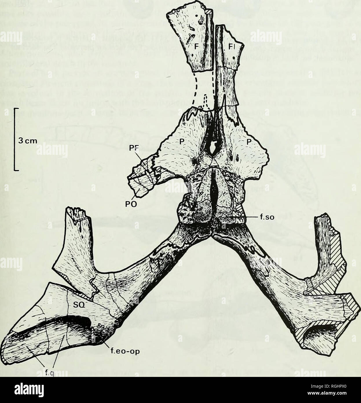 Ligamentum Nuchae In Horses