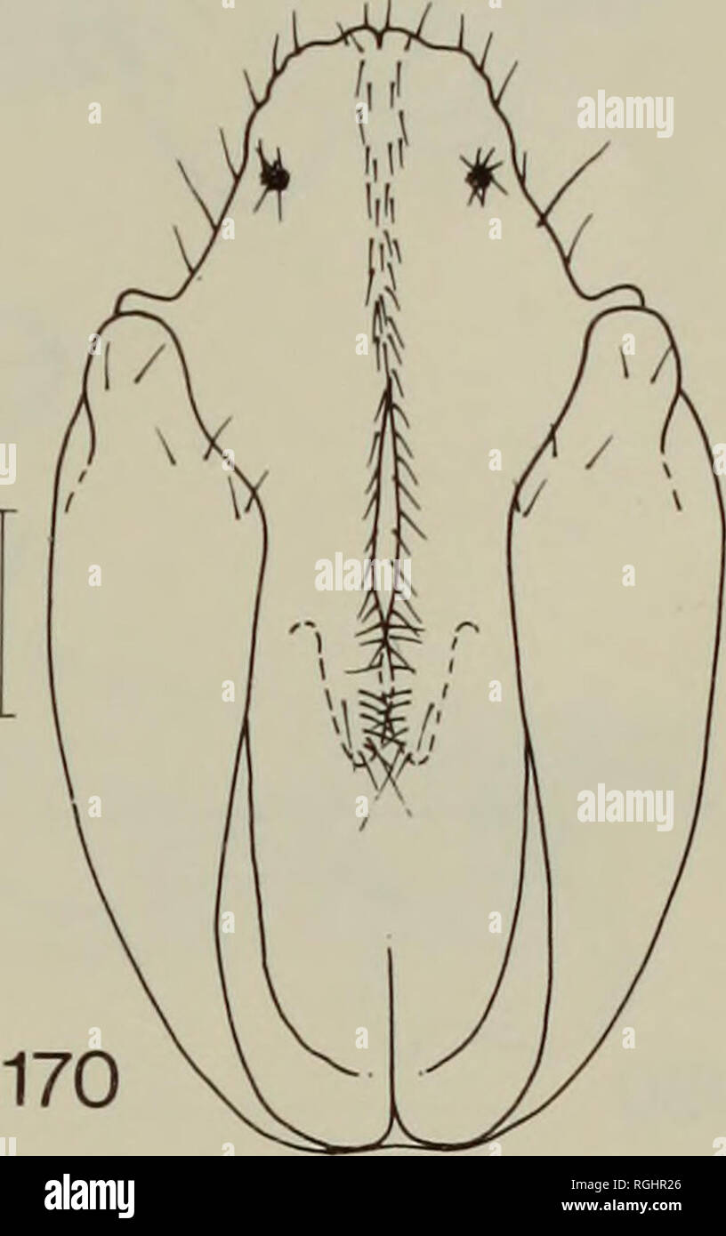 . Bulletin of the British Museum (Natural History) Entomology. . Figs 160-171. Ciriacremum species, male genitalia. C. carvalhoi, 160, entire genitalia, lateral view; 161, hypovalve, inner surface; 162, paramere, inner surface; 163, distal segment of aedeagus. C. harteni, 164, entire genitalia, lateral view; 165, hypovalve, inner surface; 166, paramere, inner surface; 167, distal segment of aedeagus. C. capeneri, 168, entire genitalia, lateral view; 169, paramere, inner surface; 170, subgenital plate, anterior view; 171, distal segment of aedeagus. Scale line represents o-i mm.. Please note th Stock Photo