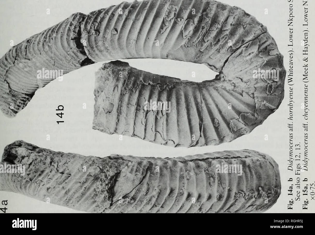 Bulletin Of The British Museum Natural History Geology Co If R J Vn T O In O Co X 00 T U Or Uh 00 Co X Gt U Co U