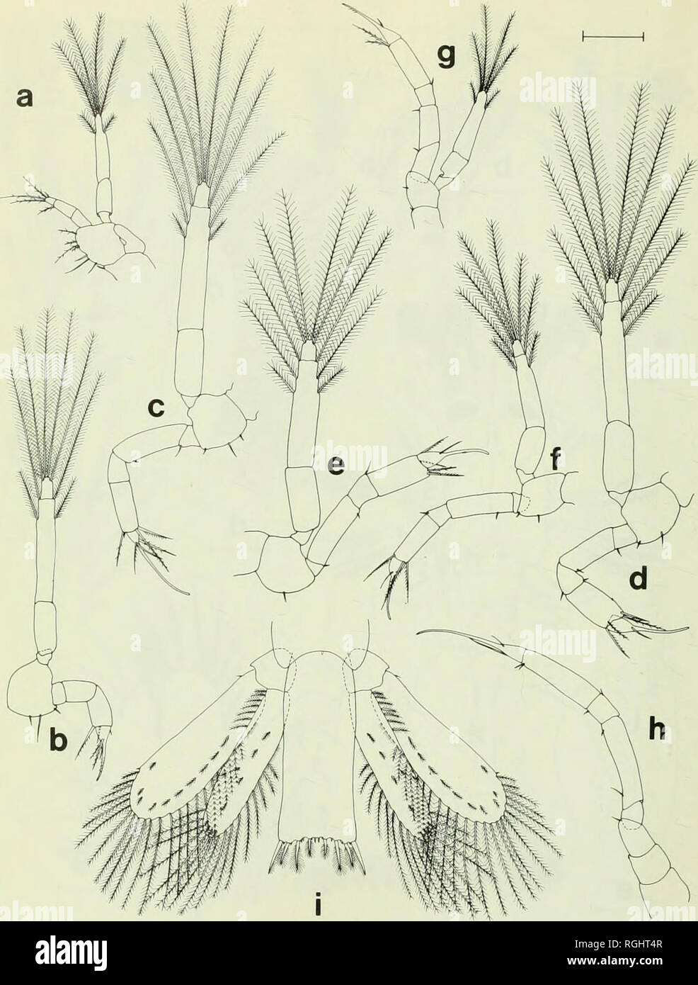 . Bulletin of the British Museum (Natural History). . Fig. 8 Zoea 5: (a) maxilliped 1; (b) maxilliped 2; (c) maxilliped 3; (d) pereiopod 1; (e) pereiopod 2; (f) pereiopod 3; (g) pereiopod 4; (h) pereiopod 5; (i) telson. Bar scale: a-i = 0-2 mm. 12. Please note that these images are extracted from scanned page images that may have been digitally enhanced for readability - coloration and appearance of these illustrations may not perfectly resemble the original work.. British Museum (Natural History). London : BM(NH) Stock Photo