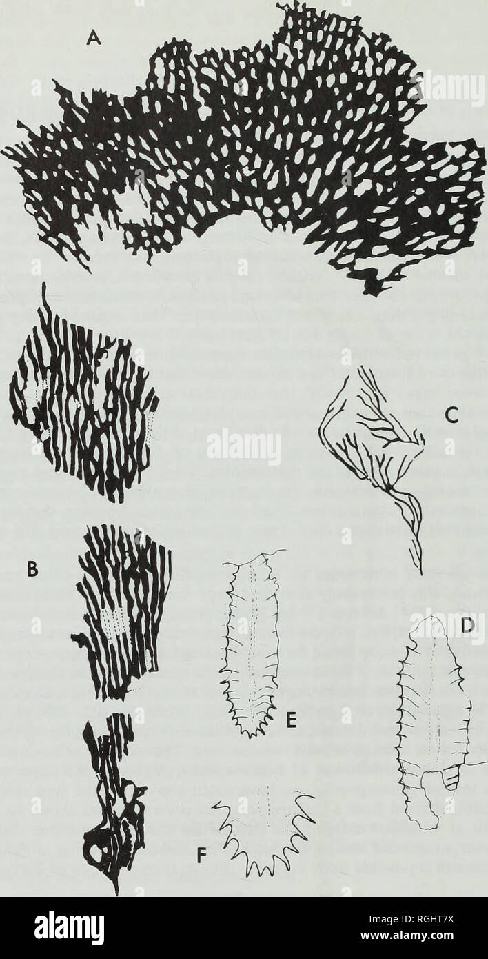 . Bulletin of the British Museum (Natural History), Geology. 286 R. A. FORTEY &amp; R. M. OWENS. Fig. 12. Graptolites from the Carmarthen Formation. A, Palaeodictyota sp. Q5047, Cwm yr Abbey Member, x 2. B, Cal/ograptus (Pseudocallograptus) salted. Q5048, Cwm yr Abbey Member, x 2. C, Callograptus {Callograptus) cf. tenuis. Q5049, Cwm yr Abbey Member, x 2. D, Phyllograptus densus. GSM HT317, Pibwr Member, x4. E, Phyllograptus aff. angustifolius. SM A67996, Pibwr Member, x 2. F, detail of previous specimen, proximal end, x 4. Compare size of thecal apertural lips with those of P. densus at same  Stock Photo