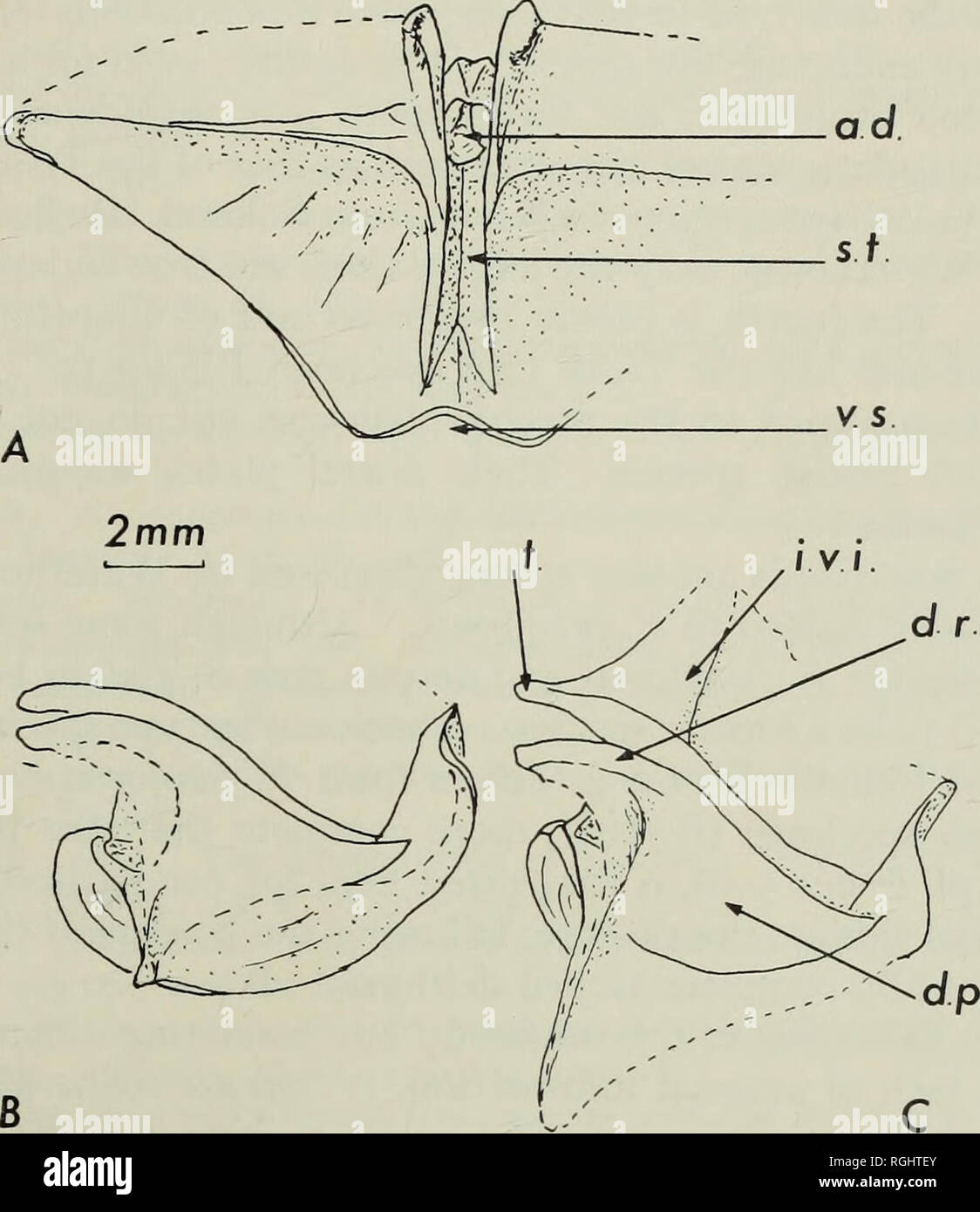 . Bulletin of the British Museum (Natural History), Geology. L. CARBONIFEROUS BRACHIOPOD -ir ad 281. Fig. 2. Camera-lucida drawings of a silicified ventral valve of F. rhomhoidea (Phillips) from the Visean of Co. Fermanagh, Ireland. A, posterior view ; B, lateral view ; C, ventrolateral view. a.d. - apex of the delthyrium, filled by secondary shell material; d.p. - dental plate ; d.r. - dental ridges bordering the interior surfaces of the edges of the delthyrium. Anteroventrally these ridges are supported by the dental plates which buttress across the ventral shell cavity, i.v.i. - internal s Stock Photo
