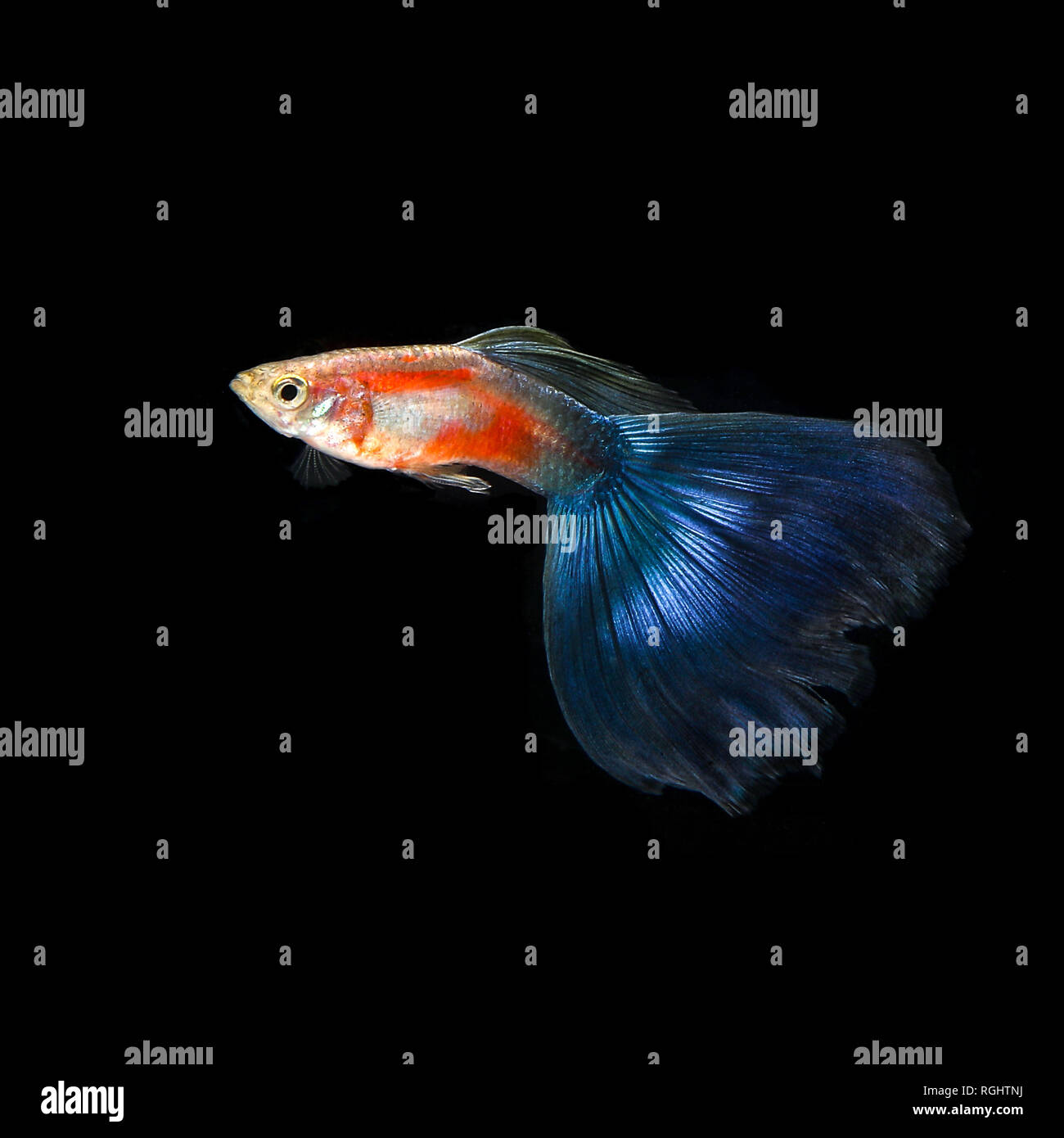 Guppy fish Stock Photo