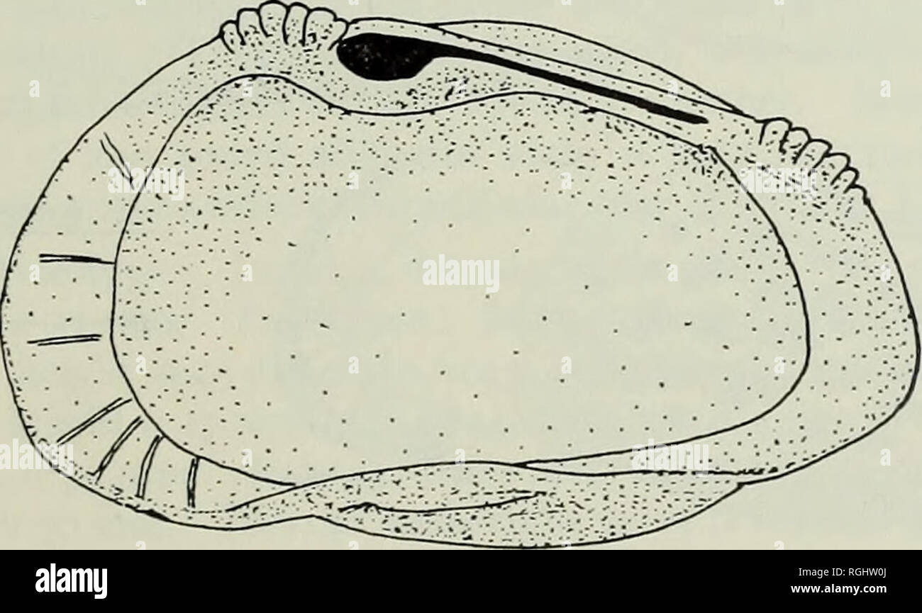 . Bulletin of the British Museum (Natural History), Geology. OSTRACODS OF EAST ARFICA 195 Family CYTHERIDEIDAE Sars 1925 Subfamily GYTHERIDEINAE Sars 1925 Genus AFROCYTHERIDEA nov. Diagnosis. Carapace thick-shelled, dimorphic, subrectangular, posteriorly tapering. Dorsal margin sinuous. Conspicuous antero-dorsal furrow below convex, projecting, anterior cardinal angle. Shell surface smooth or reticulate. Left valve larger than right. Normal pore canals large, widely spaced. Anterior marginal pore canals curved, approximately 14 in number. Hinge lobodont. Duplicature of moderate width ; no vest Stock Photo