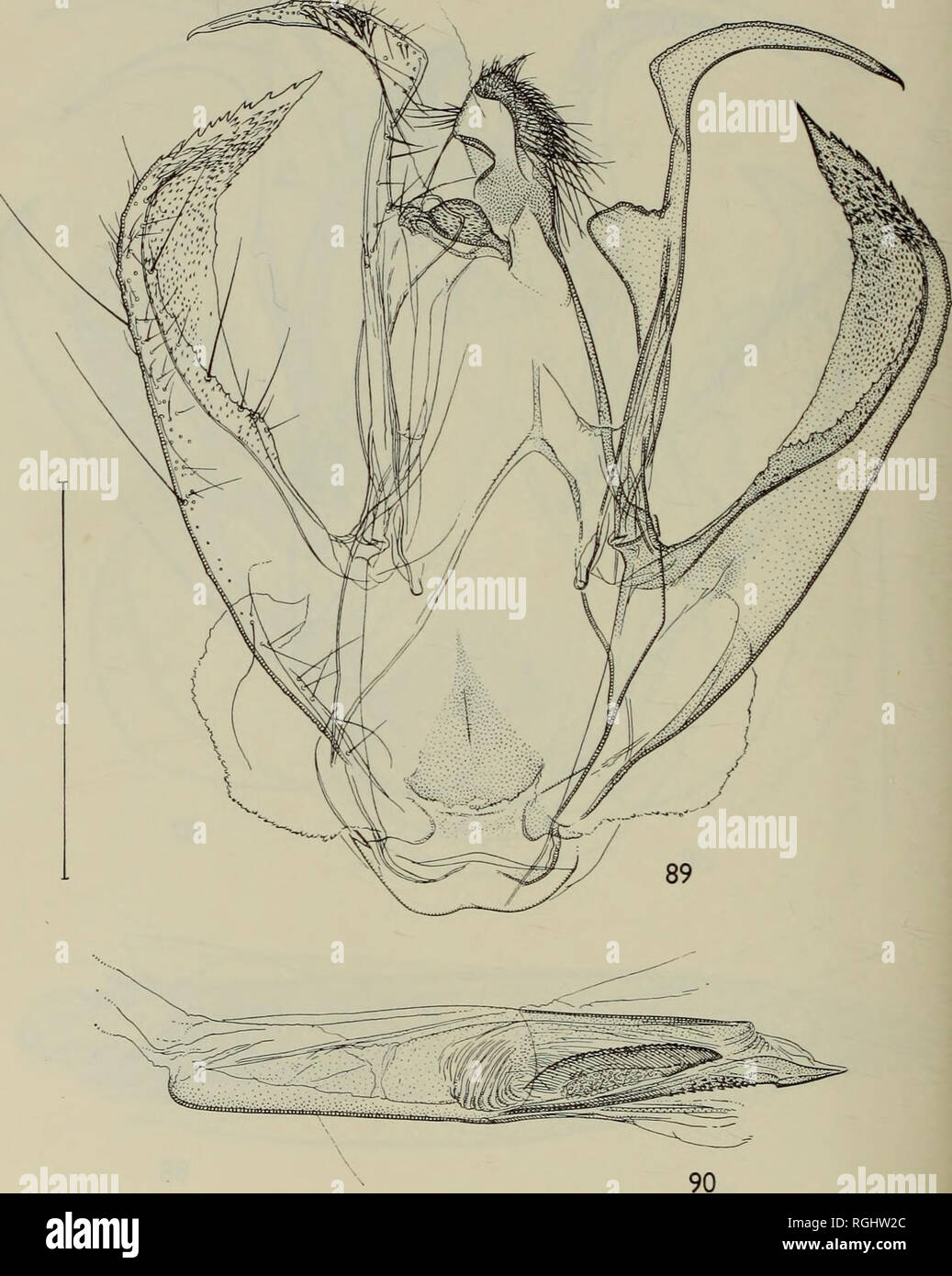 . Bulletin of the British Museum (Natural History) Entom Supp. 3M D. S. FLETCHER. Figs 89, 90. Zamarada denticulata, genitalia (A.S.)- 89, $ 90, aedeagus.. Please note that these images are extracted from scanned page images that may have been digitally enhanced for readability - coloration and appearance of these illustrations may not perfectly resemble the original work.. British Museum (Natural History). London : BM(NH) Stock Photo