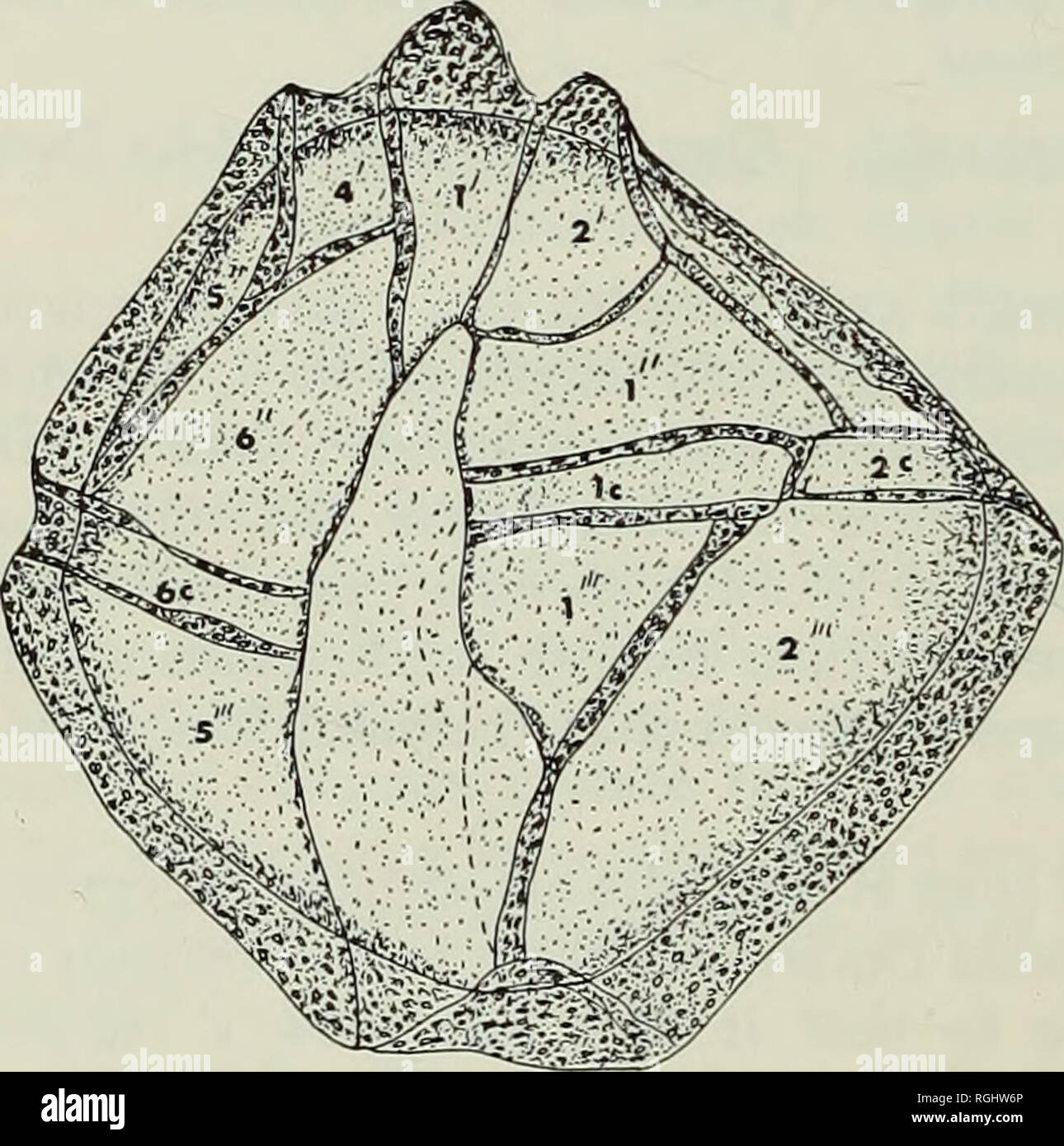 . Bulletin of the British Museum (Natural History), Geology. 3°° DINOFLAGELLATE CYSTS AND ACRITARCHS Cyst-Family ENDOSCRINIAGEAE Vozzhennikova, emend. Sarjeant &amp; Downie, 1966 Genus ENDOSCRINIUM Klement, emend. Vozzhennikova, 1967a Endoscrinium cf. campanula (Gocht) (PI. 5, figs. 9, 10 ; Text-fig. 27) Description. A broadly ovate theca with a blunt, broad apical horn. Tabula- tion : 4', 6&quot; 6c, 5&quot; ', ?ip, o&quot; &quot;. The crests are moderately high and irregularly perforated ; their distal edges are smooth. The cingulum forms a strong laevorota- tory spiral, dividing the theca i Stock Photo