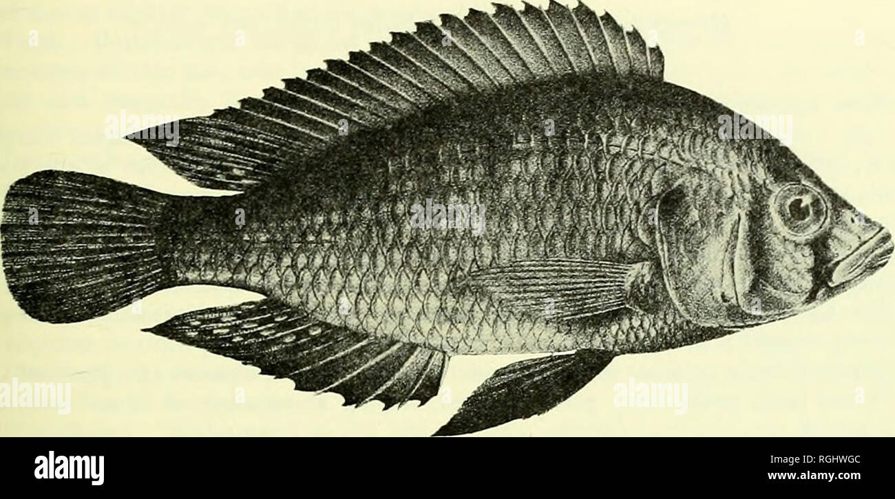 Bulletin of the British Museum (Natural History). LAKE GEORGE HAPLOCHROMIS  SPECIES 225 (Greenwood 1959a). However, the Lake George fishes seem to have  rather more massive bones (and greater molarization of the