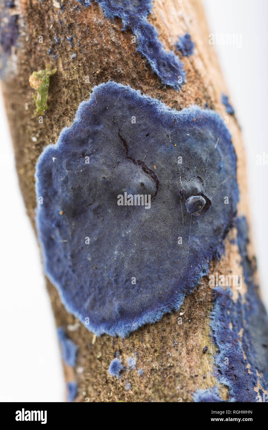 Cobalt Crust fungus, Terana caerulea/Pulcherricium caeruleum, growing on the surface of a dead twig. It is a saprobic crust fungus and is occasionally Stock Photo