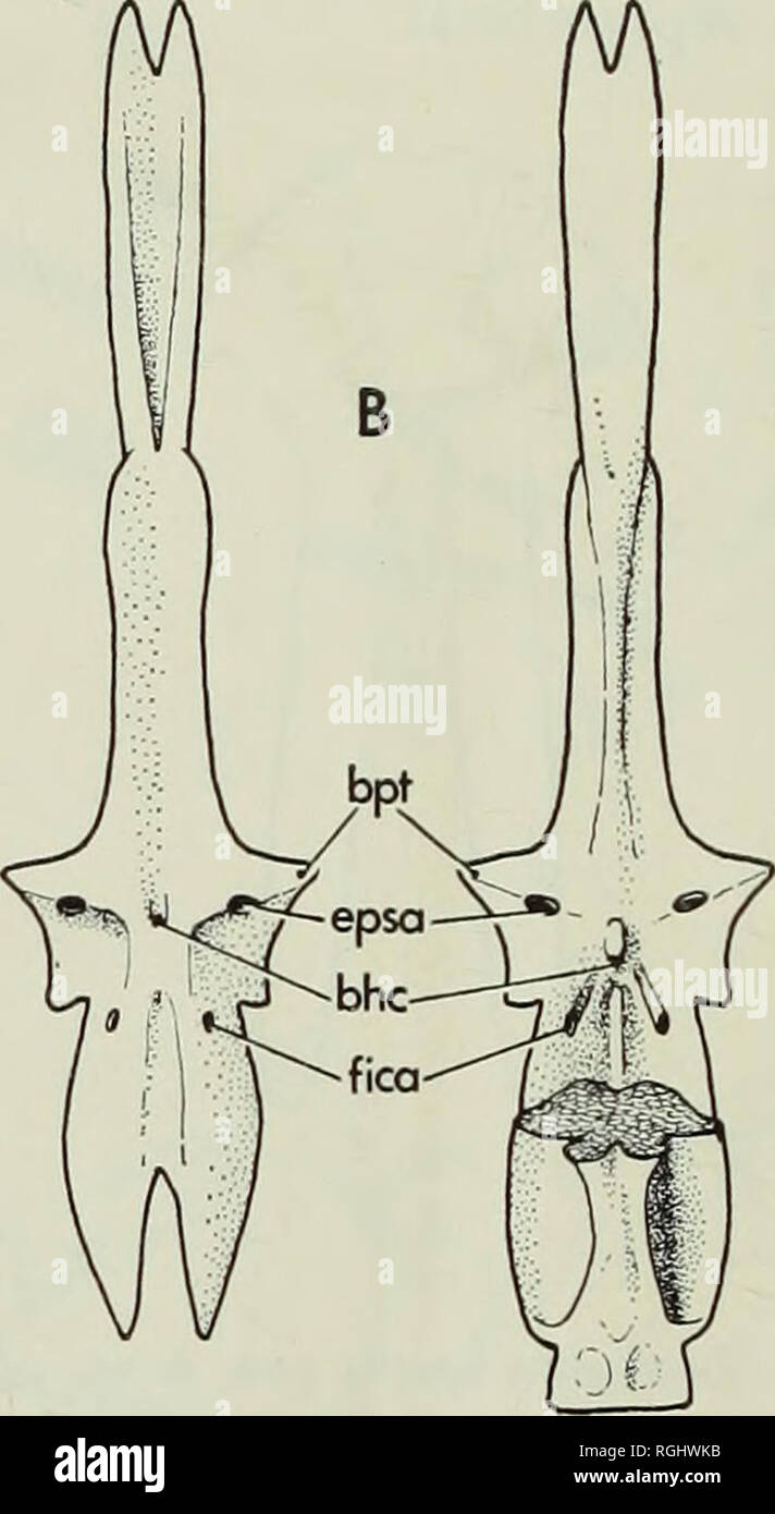 . Bulletin of the British Museum (Natural History), Geology. 236 TWO UPPER CRETACEOUS SALMONIFORM basipterygoid processes articulated with the palate is not possible to discover, but in skulls preserved in lateral view (Fig. 19) the metapterygoid lies very close to the basipterygoid process and such an articulation is Ukely. Between the bases of the basipterygoid processes there is a very small bucco-hypophysial canal (bhc), patent in the single specimen where both sides of the parasphenoid are visible. The ascending processes of the parasphenoid are long and high, forming the lower part of th Stock Photo