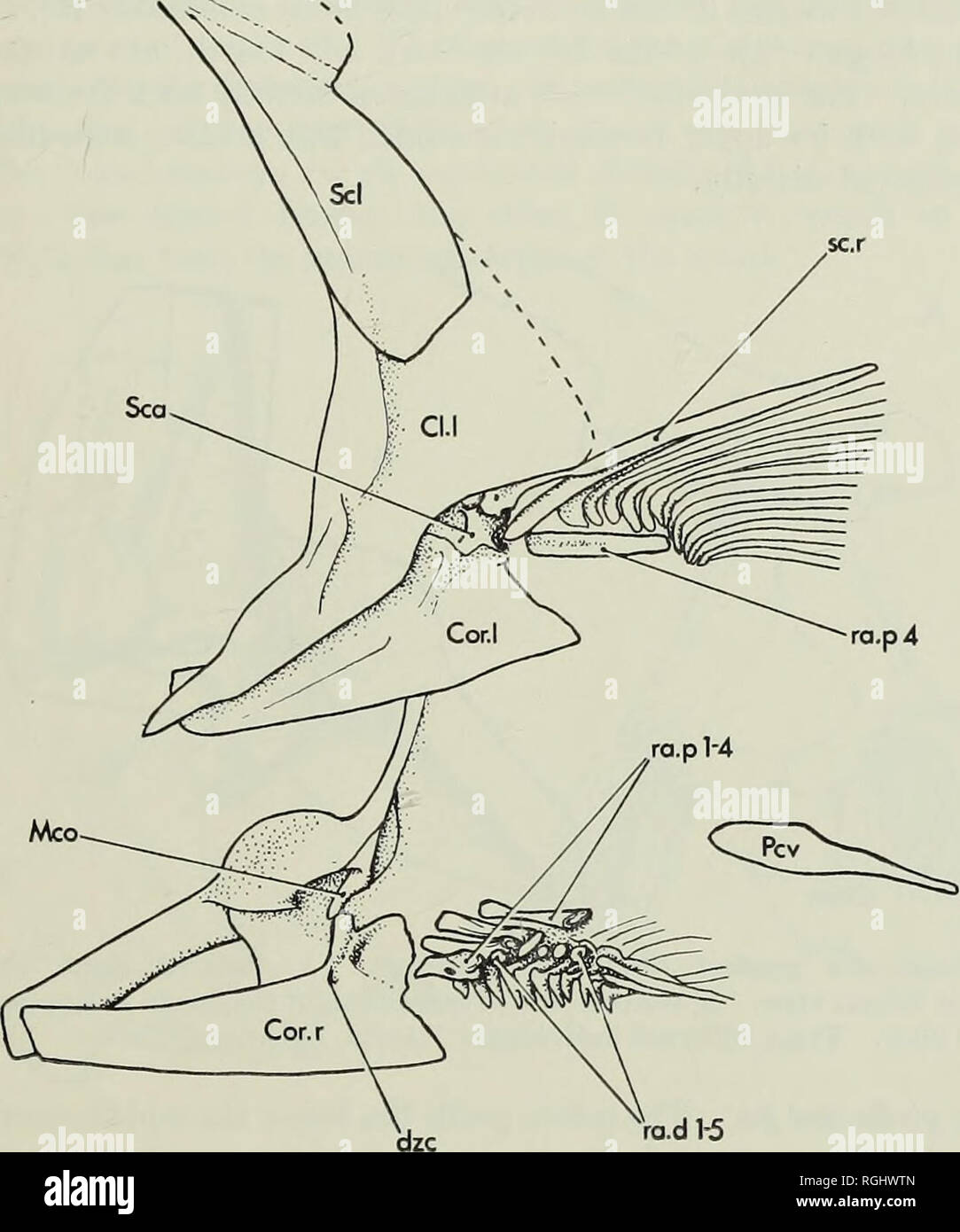a Wing and pectoral girdle bones of a pigeon (Columba sp.), with