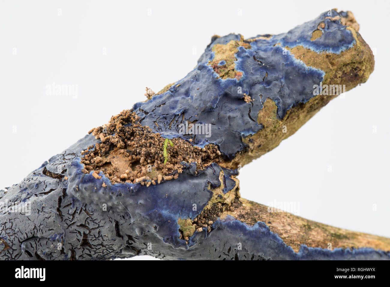 Cobalt Crust fungus, Terana caerulea/Pulcherricium caeruleum, growing on the surface of a dead twig. It is a saprobic crust fungus and is occasionally Stock Photo