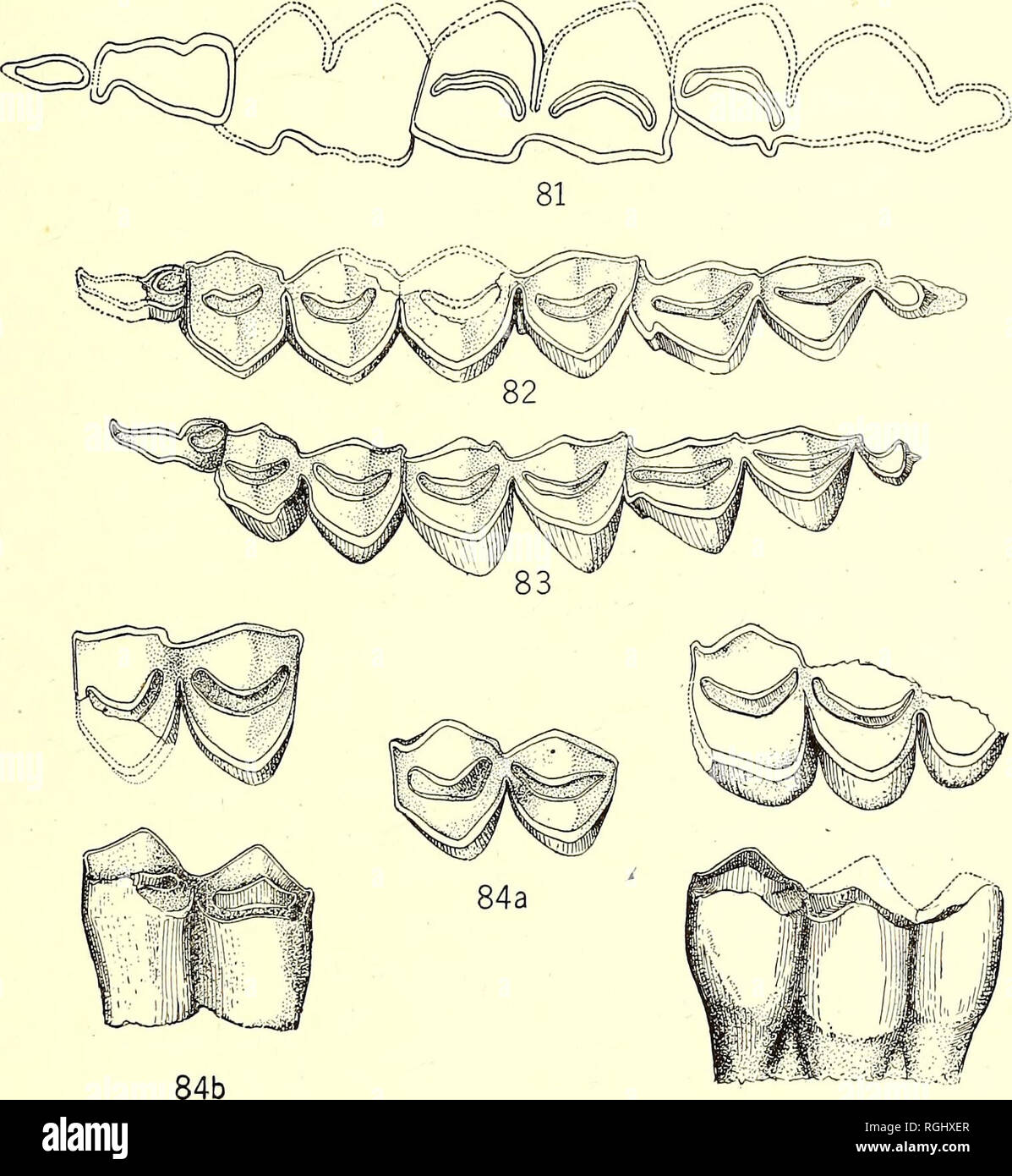 . Bulletin of the Department of Geology. Geology. 1921] Frick: Faunas of Bautista Creek and San Timoteo.. Canon 369. 84c rigs. 81 to 84c. Frocamelus, lower cheek teeth, X 1. Fig. 81, P. e. edensis, n. sp., occlusal view of type specimen, no. 23428 (see fig. 74); fig. 82, P. e. raki, n. subsp., lower teeth, no. 23427 (see fig. 77); fig. 83, P. e. raki, n. subsp., occlusal view of type specimen, no. 23423 (see fig. 76); figs. 84a to 84c, Camelid, three molar teeth, nos. 23436, 23438, and 23438a. Eden beds, California.. Please note that these images are extracted from scanned page images that may Stock Photo