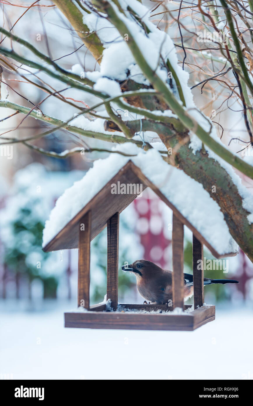 Small birds near wooden feedbox in winter time Stock Photo