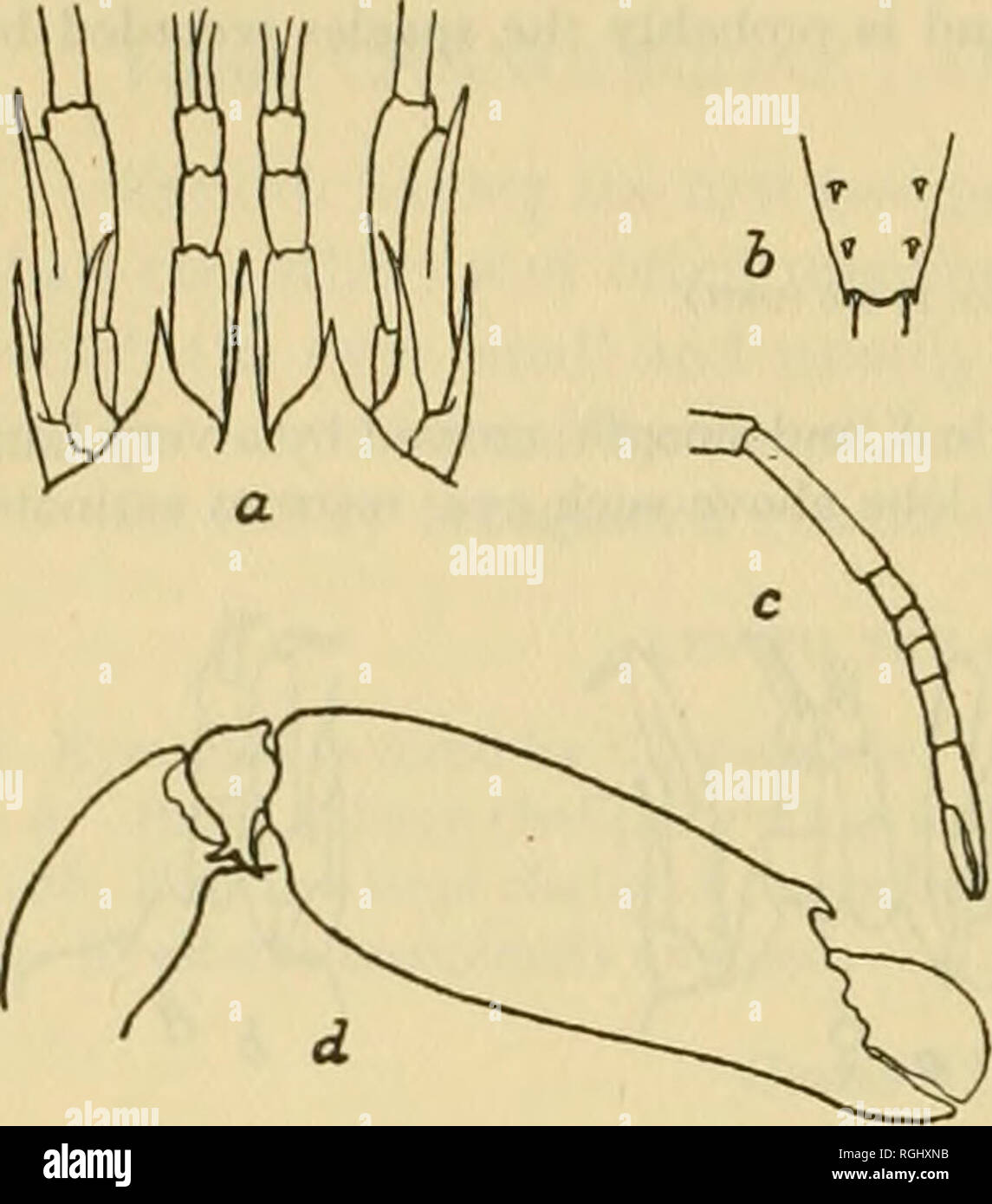 . Bulletin of the Bureau of Fisheries. Fisheries; Fish culture. 384 BULLETIN OF THE BUREAU OP FISHERIES.. Synalpheus townsendi Couti^e. PL xxvi, fig. i. Synalpheus townsendi Coutifere, 1909, p. 32. Similar in form to S. longicarpus but with a much slenderer rostrum which considerably exceeds the supra-orbital lobes and reaches slightly beyond the distal end of the basal article of the antennule. The sides of the telson are not as strongly convergent and are slightly produced into little angles at the distal end and the inner pair of spines are slender and about three times as long as the outer Stock Photo