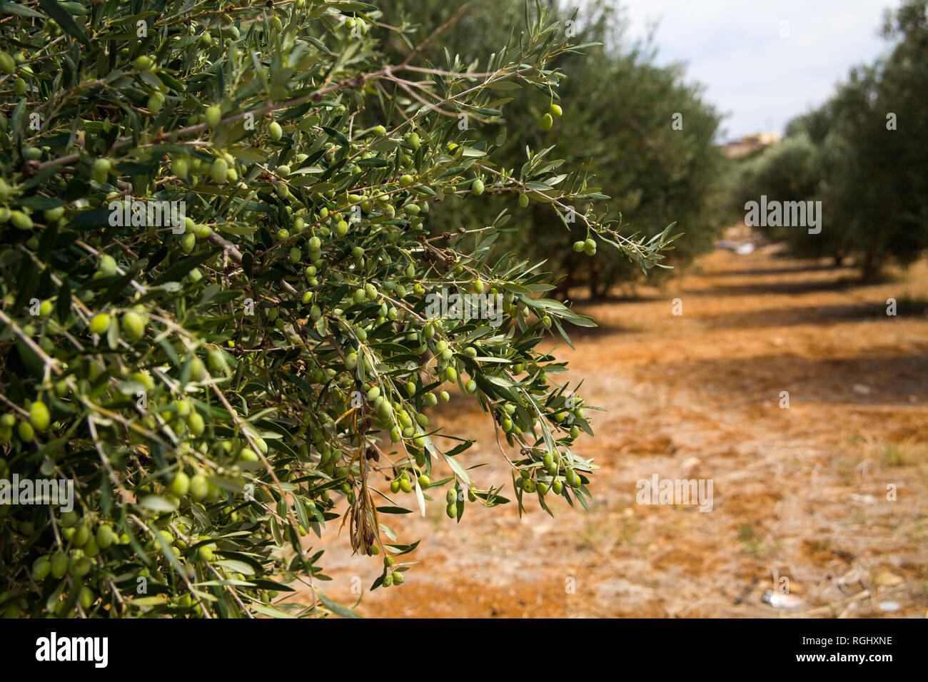 Olive tree in an olive orchard. Growing olive trees in agriculture