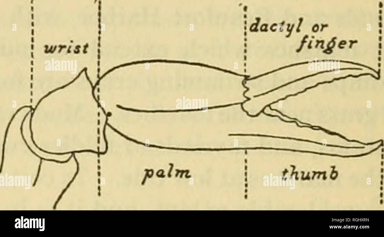 . Bulletin of the Bureau of Fisheries. Fisheries; Fish culture. Fig. I.—A crustacean leg showing epipod and Fig. 2.—A subchelate exopod. limb of a crustacean. Fig. 3.—Chela of a crab. the body of the paper. It has not been thought necessary to include diagnoses of the genera as most of these have been sufficiently defined in Dr. Rathbun's report on the Brachyura and Macrura of Porto Rico, a paper which should be in the hands of anyone who attempts to work with the decapod crustaceans of our southern coast. Throughout the progress of their work, both authors have received the assistance of thei Stock Photo