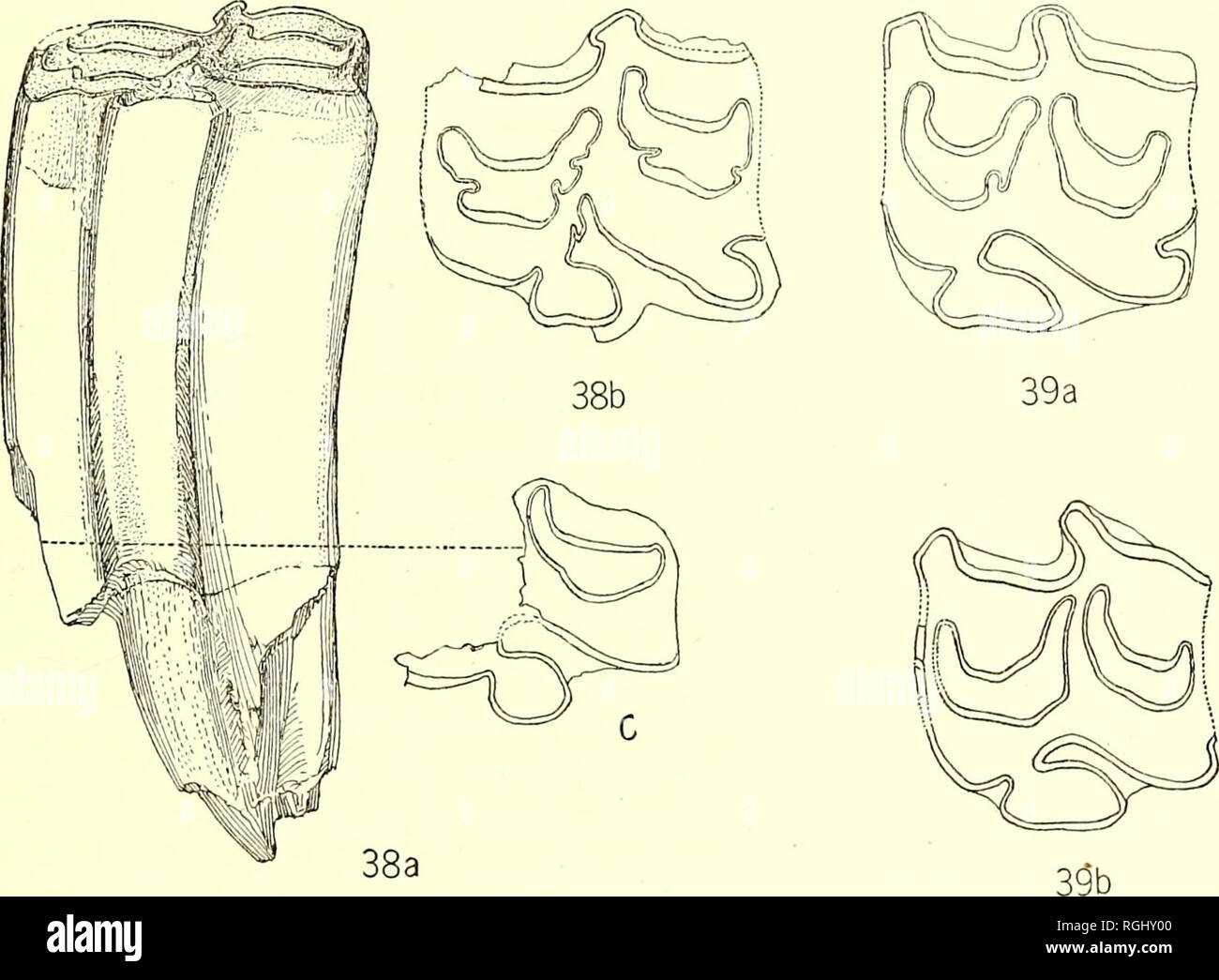 . Bulletin of the Department of Geology. Geology. 1921] Frick: Faunas ...