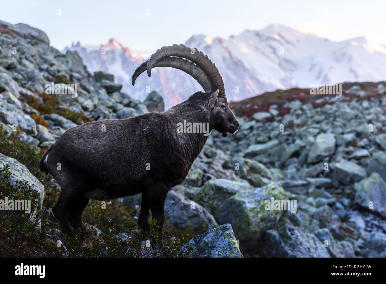 Alpine Carpa Ibex (wild goat) in the France Alps. Monte Bianco range with Mont Blanc mountain on background. Vallon de Berard Nature Preserve, Chamonix, Graian Alps. Landscape photography Stock Photo