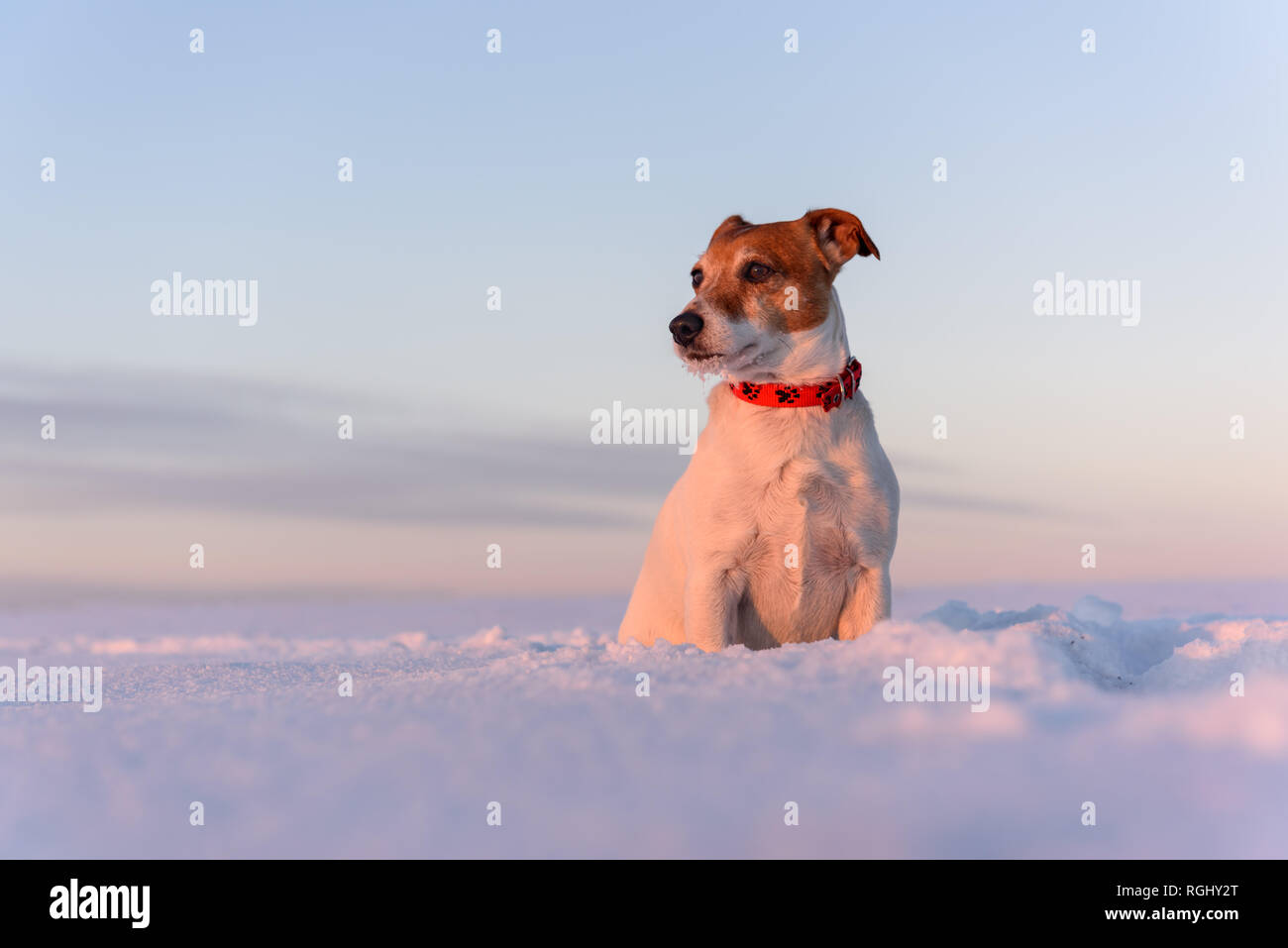 White jack russel terrier puppy on snowy field. Adult dog with serious gaze Stock Photo