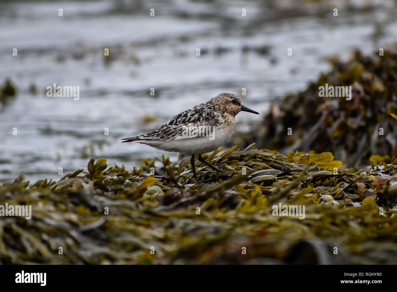 Sanderling walking over some sea-weed Stock Photo