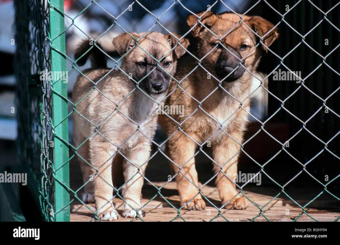 Puppies For Sale Stock Photos Puppies For Sale Stock
