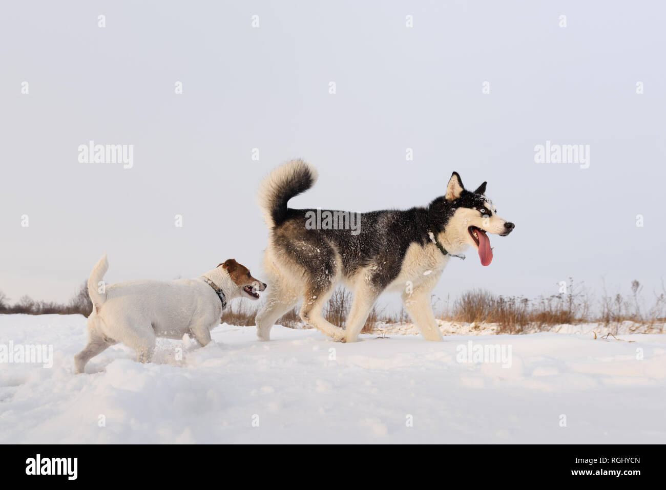 Siberian husky and jack russel terrier dogs playing on winter field. Happy puppys in fluffy snow. Animal photography Stock Photo
