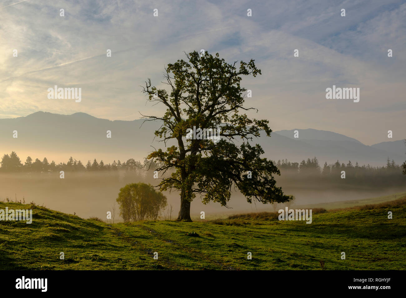 Germany, Nantesbuch, oak tree at morning mist Stock Photo