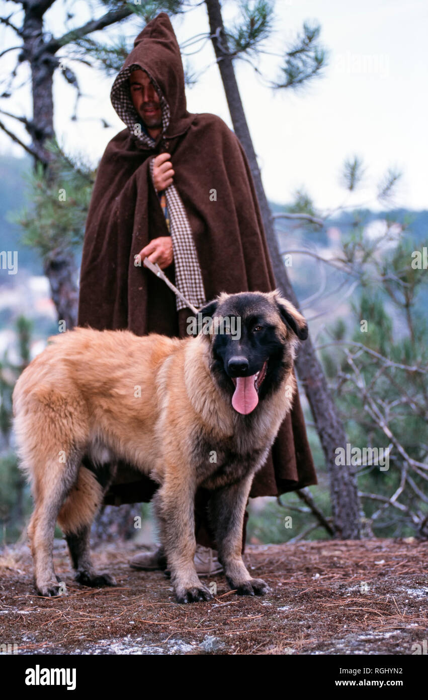 estrela dog breed