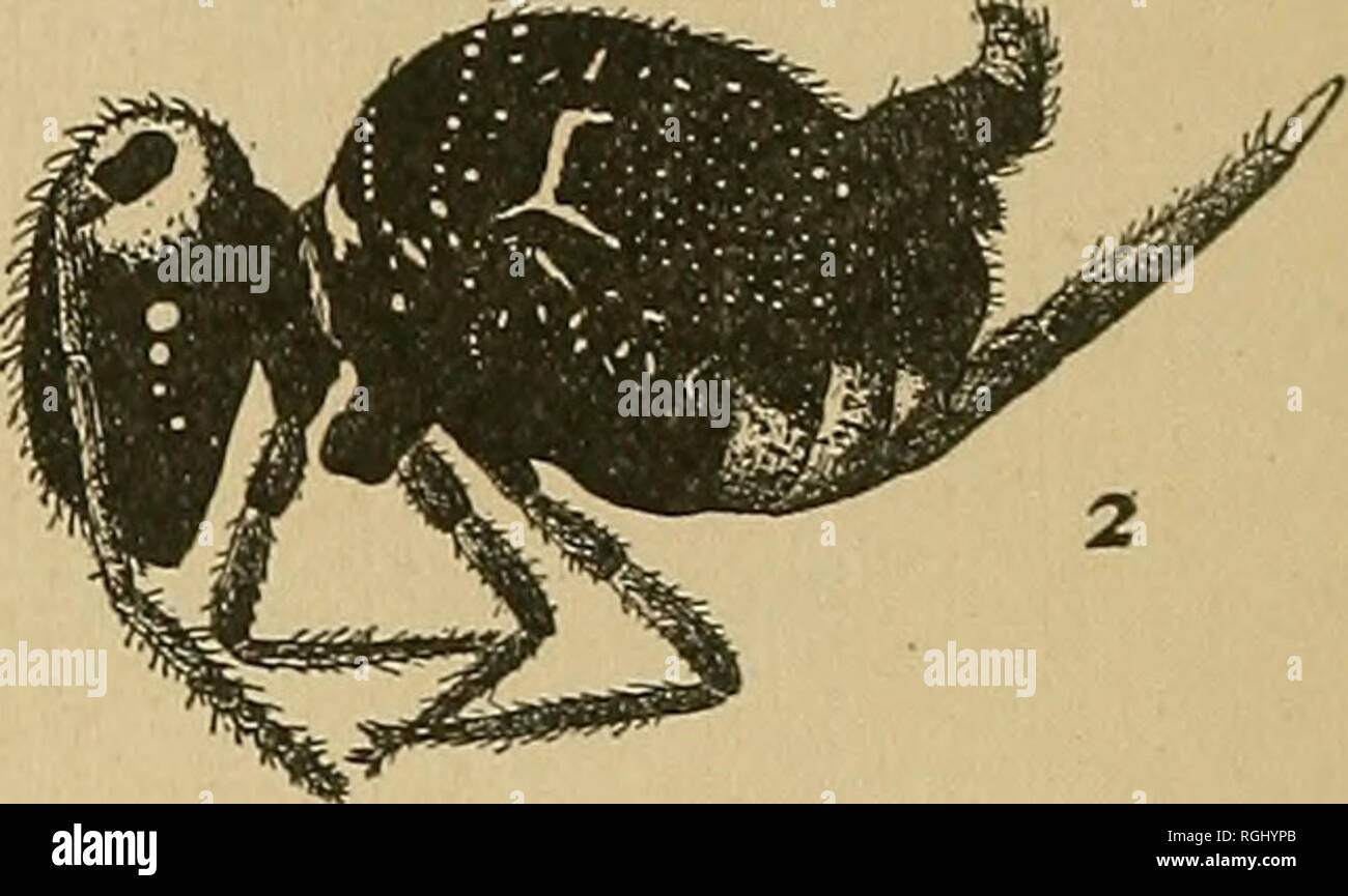 Bulletin of the Brooklyn Entomological Society. Insects. Fig. I.—Onychiurus  cocklei Fig. 2.—Sminthurus hortensis Folsom. Fitch. winter, though they may  be found more easily during a thaw. Certain species are found on