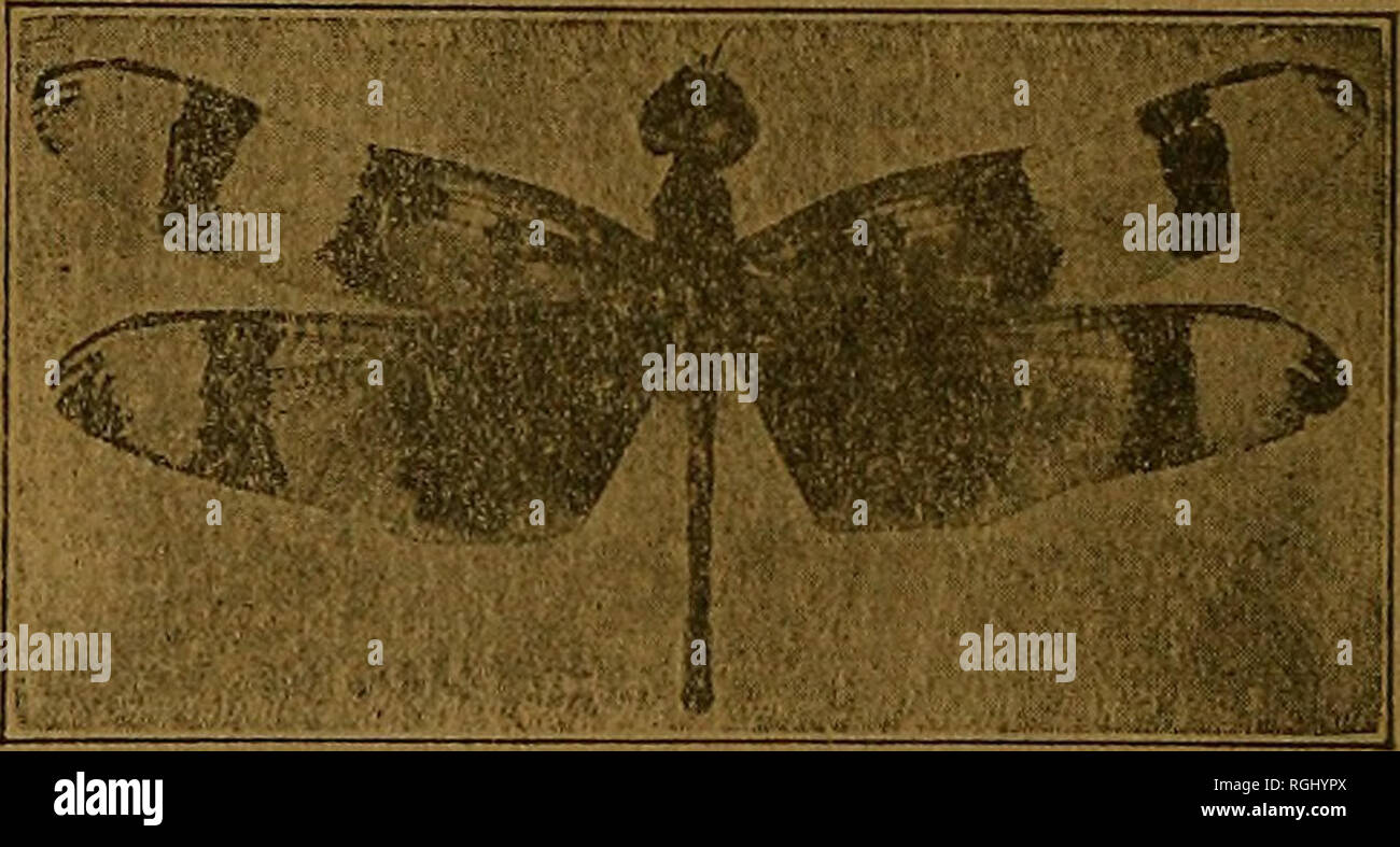 . Bulletin of the Brooklyn Entomological Society. Insects. Ward's