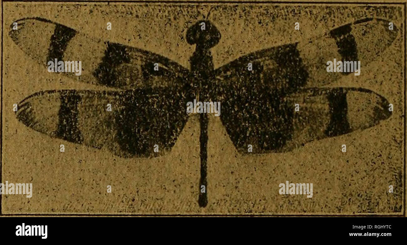 . Bulletin of the Brooklyn Entomological Society. Insects. Ward's