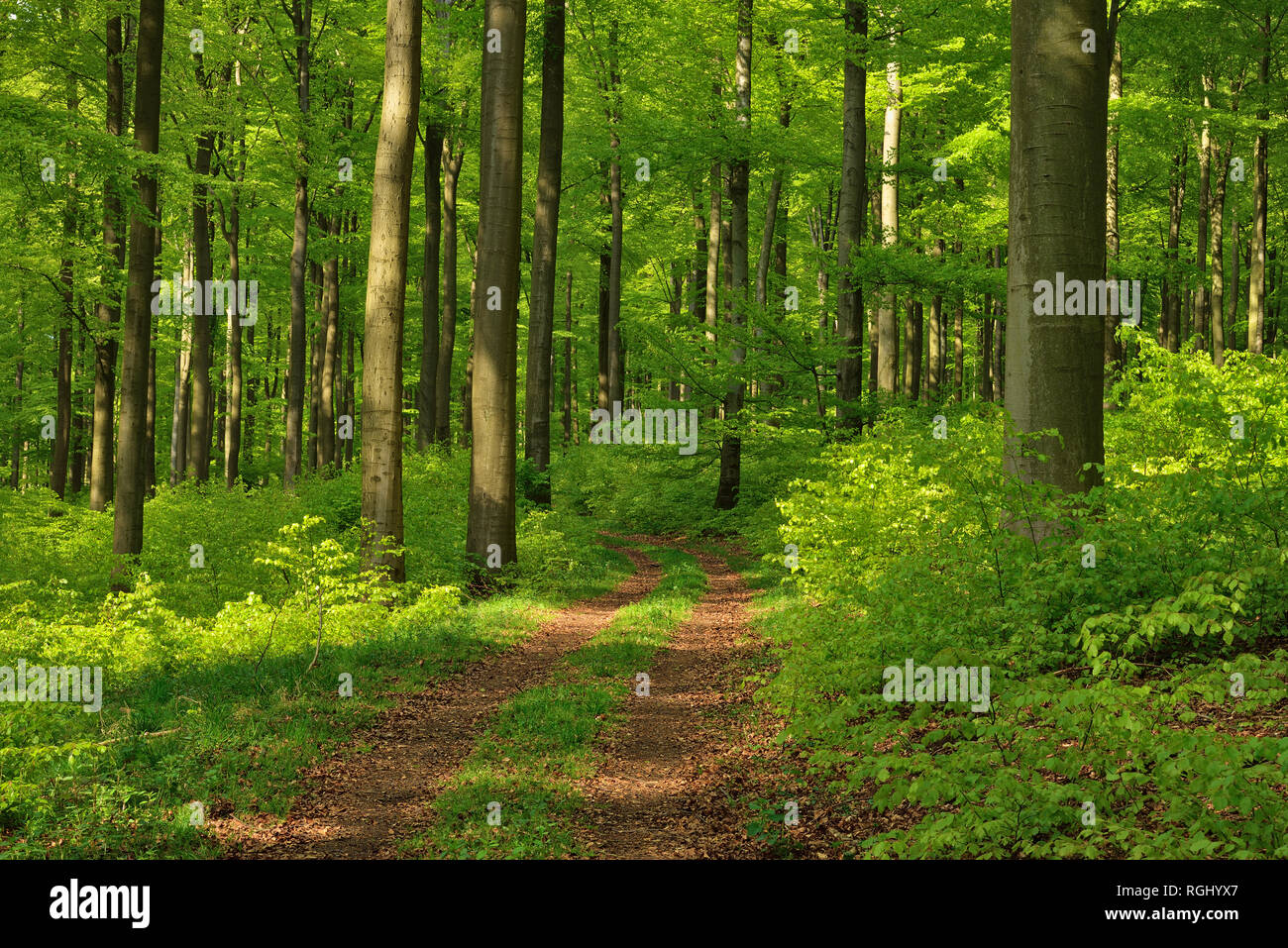 Vital green forest in spring. Westerwald, Rhineland-Palatinate, Germany Stock Photo
