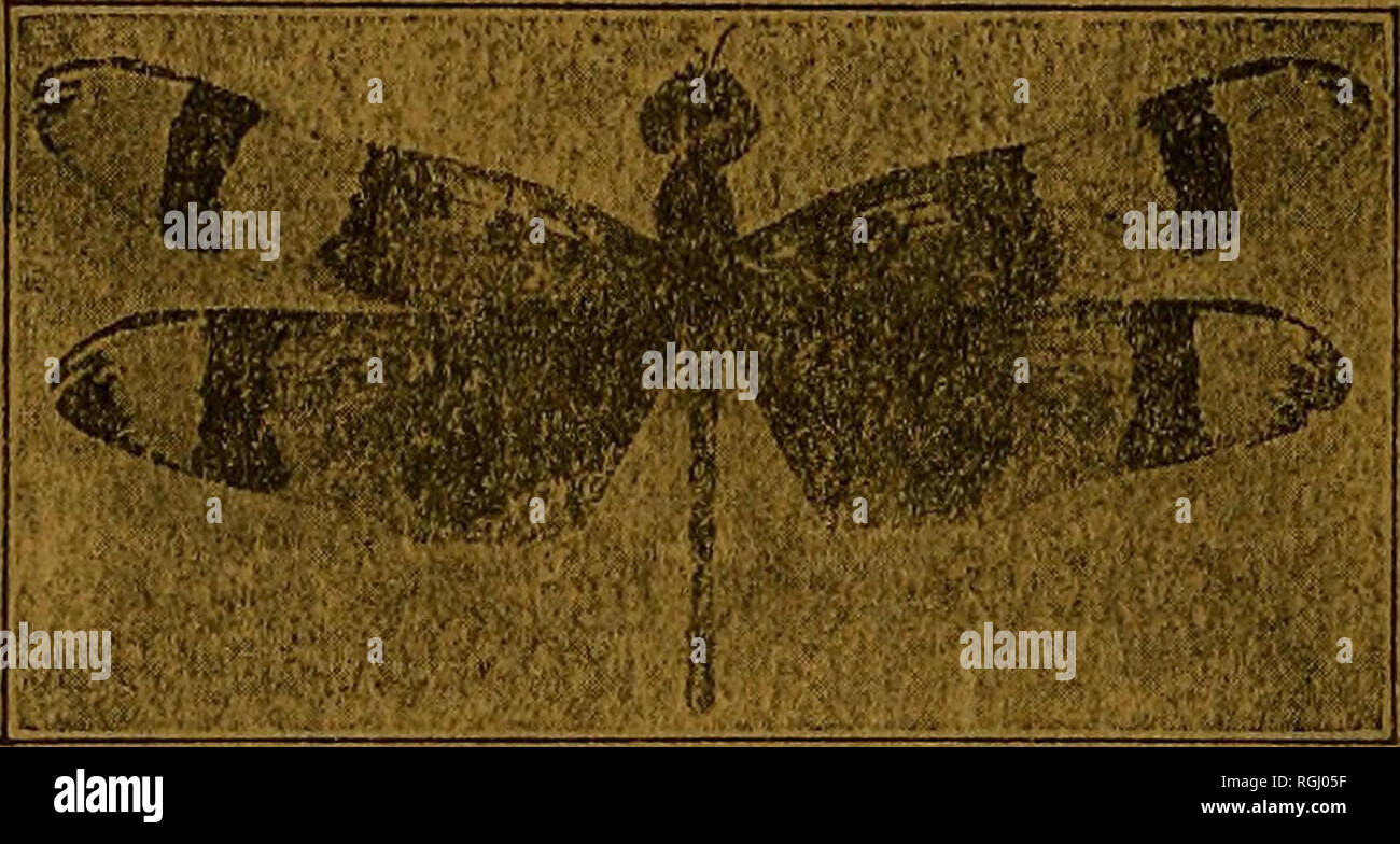 . Bulletin of the Brooklyn Entomological Society. Insects. Ward's