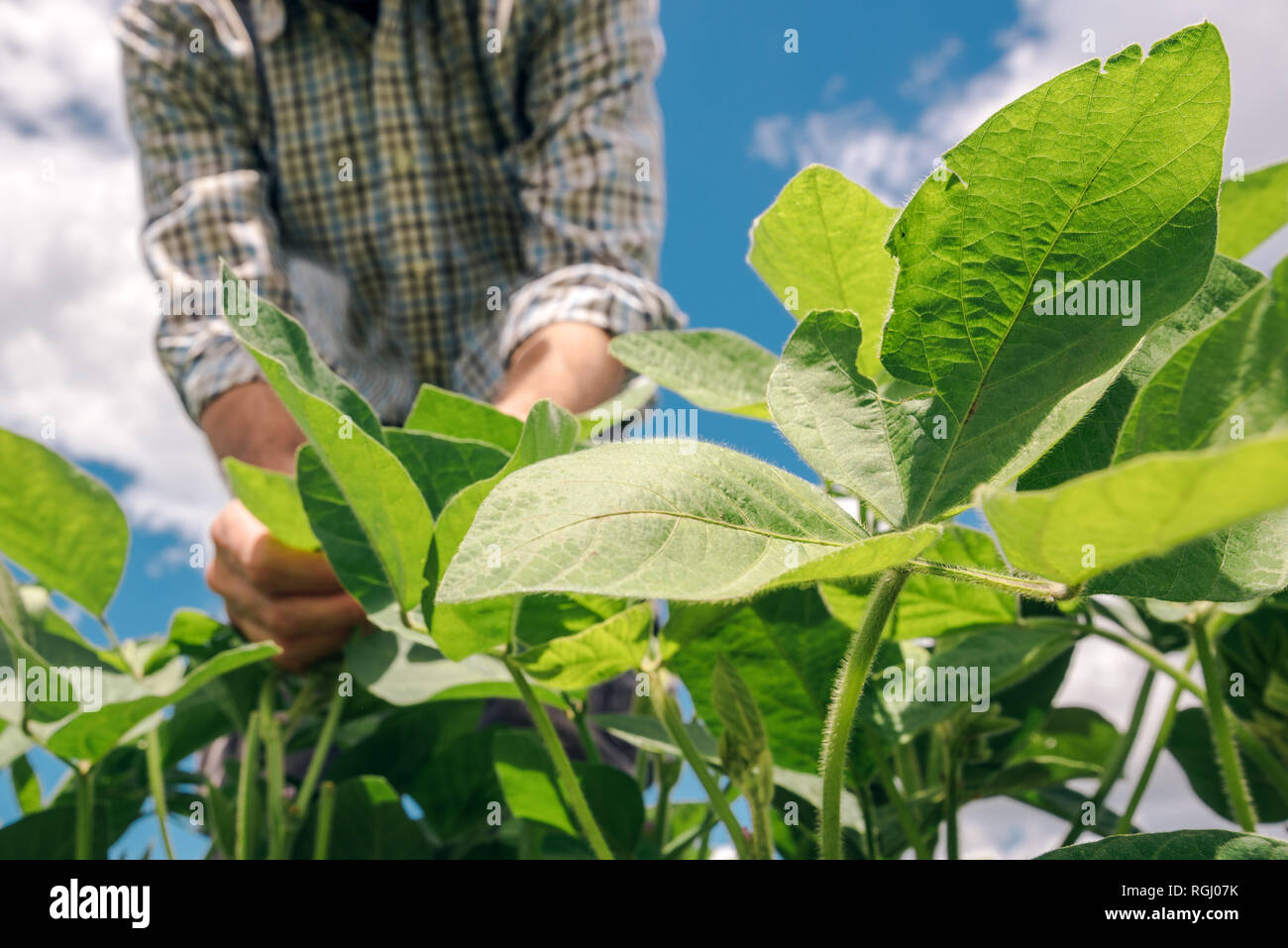 Farm worker controls development of soybean plants. Agronomist checking ...