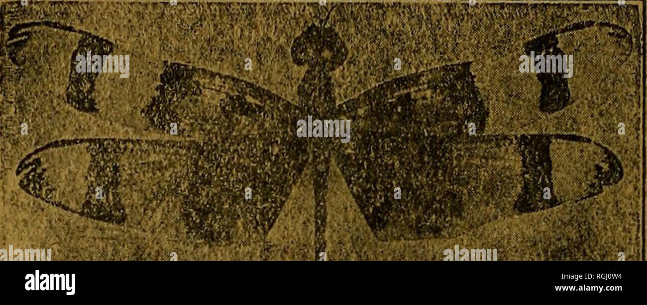 . Bulletin of the Brooklyn Entomological Society. Insects. Ward's