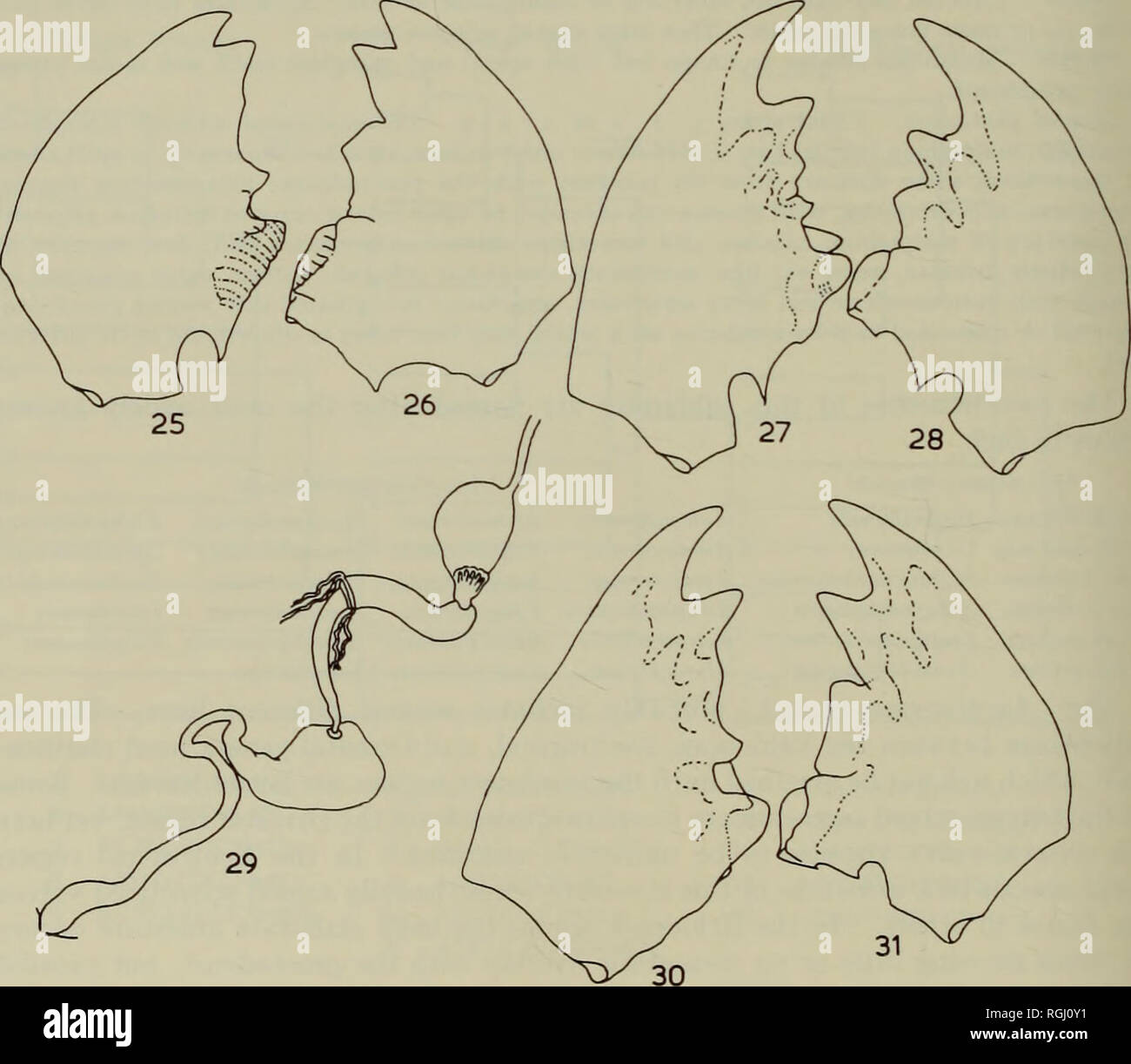 Termitidae hi-res stock photography and images - Alamy