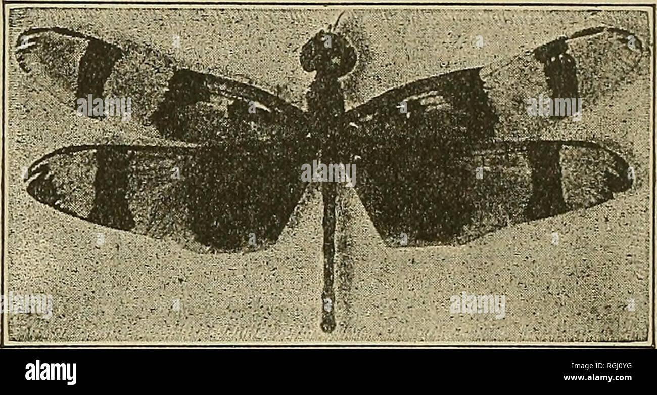 . Bulletin of the Brooklyn Entomological Society. Insects. Ward's