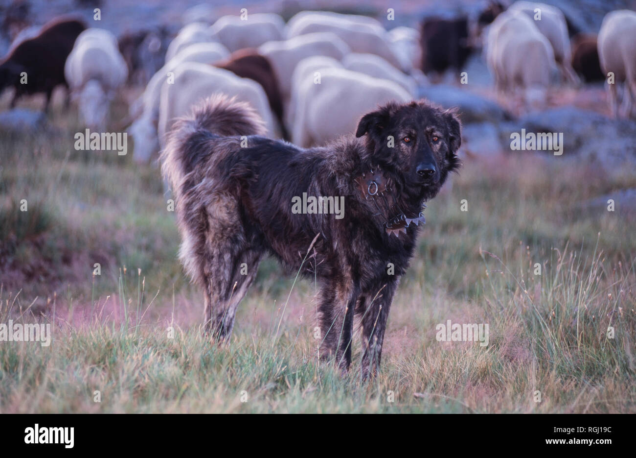 Dog Watching Sheep High Resolution Stock Photography And Images Alamy