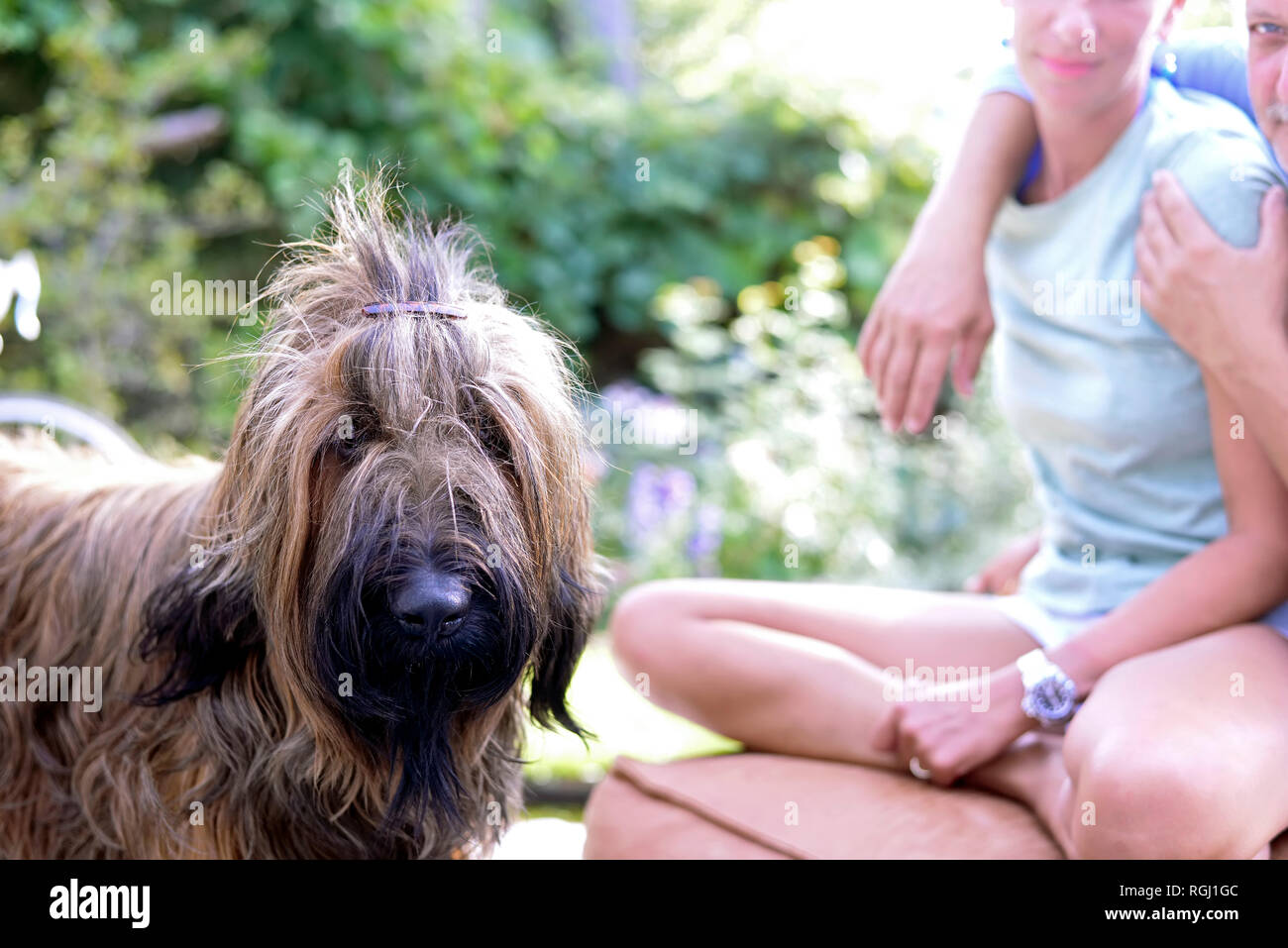 Portrait of dog with hair clip in the garden Stock Photo