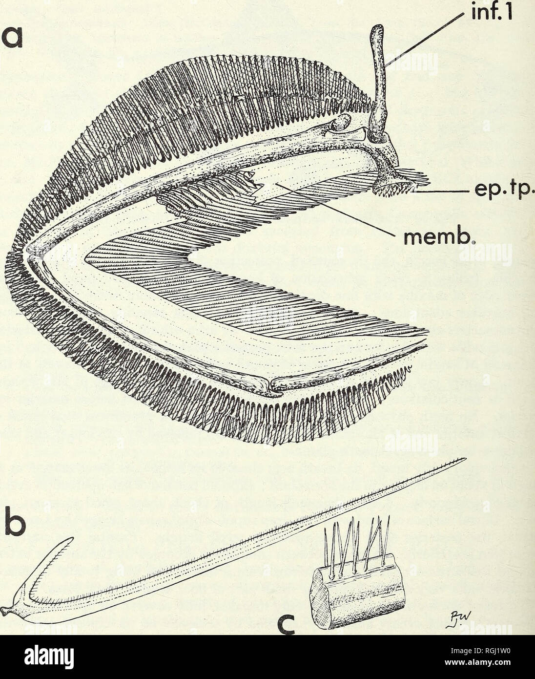 . Bulletin of the British Museum (Natural History). Zoology . Supplement.. no P. J. P. WHITEHEAD. Fig. 40. Gillrakers in Cetengraulis edentulus. a. Inner face of 1st gill arch (left) to show membrane behind recurved arms of gillrakers. inf.i, 1st infra-pharyngobranchial. ep.tp., toothplate fused to epi- branchial. memb., membrane. Specimen from batch a of material studied. b. Individual gillraker from about mid-point of epibranchial. c. Portion of gillraker showing double series of fine setae on either side of inner edge.. Please note that these images are extracted from scanned page images th Stock Photo
