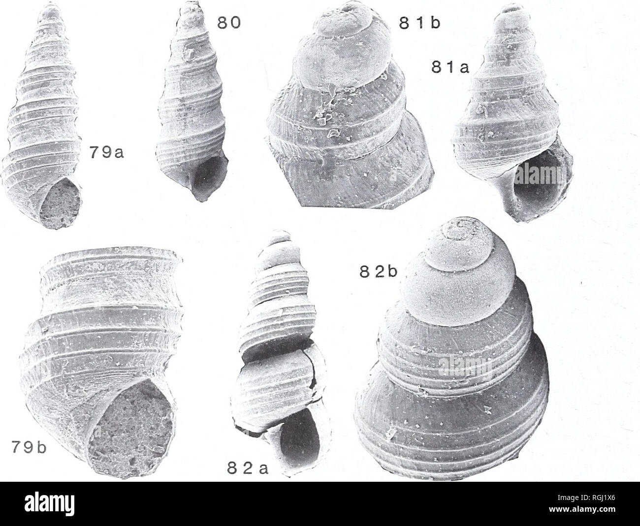 . Bulletin of the British Museum (Natural History). Geology.. C. P. NUTTALL Figs 75-78 Dyris tricarinata (Boettger). San Cayetano Formation, presumed Miocene; Loc. JW 424, Loja Basin, Ecuador; all x 10. 76, GG21706. 77, GG21707. 78, GG21708.. Figs 79-82 Dyris hauxwelli sp. nov. Pebasian. 79-81, Pichana, Peru; Hauxwell Colin. 79, holotype, GG19792; a, front, x 25; b, apertural region, x 50. 80, paratype, GG21627; front, x 25. 81, GG21628; a, front, x 40; b, oblique view of apex, x 100. 82, GG19799; Canama, Peru; Barrington Brown Colin, a, front, x 40; b, oblique view of apex, x 75.. Please note Stock Photo
