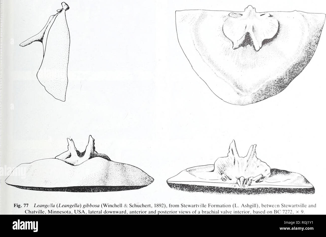 . Bulletin of the British Museum (Natural History). Geology.. CLASSIFICATION OF PLECTAMBONITACEA 117. (revised Melou 1971: 99; pi. 2, figs 4-9) from Derfel Limestone (L. Caradoc), Derfel Gorge, Wales. Leptestiina meloui Havh'cek, 1981: 20; pi. 7, figs 1-10 from M.-U. Caradoc rocks, Gabian, Montagne Noire, France. Sampo oepiki Whittington, 1938: 255; pi. 10, figs 15-16; pi. 11, fig. 10 from Longvillian beds (M. Caradoc), Bryngwyn Hill, Llanfyllin, Powys, Wales (revised Williams, 1963: 428; pi. 10, figs 15, 16, 19-21). Benignites {Leptestiina) prantli Havli'cek, 1952: 412; text-fig. 1 from Kralf Stock Photo