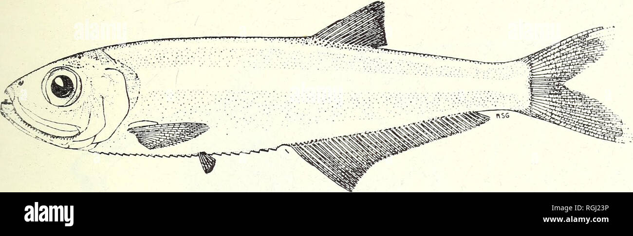 . Bulletin of the British Museum (Natural History). Zoology . Supplement.. CLUPEOID FISHES OF THE GUI ANAS 81. Fig. 26. Chirocentrodon bleekerianns (Poey). From Hildebrand 1964. Description. Based on ten fishes, 78-3-89-5 mm S.L., from off the Orinoco mouth (batches b and d above). Br.St. 6, D ii (12) 13-14, P i 12 (f.3), 13 (7), V i 5, A hi 35 (1.2), 36 (1), 37 (1), 38 (4), 39 (1), 40 (0), 41 (1), g.r. 5-6 + 15 (f.8), 16 (2), scutes 16-17 (19) + 9-11. In percentages of standard length : body depth 23-6-25-3, body width 7-3-8-0, head length 22-7-24-6 ; snout length 7-0-8-0, eye diameter 6-6-7- Stock Photo