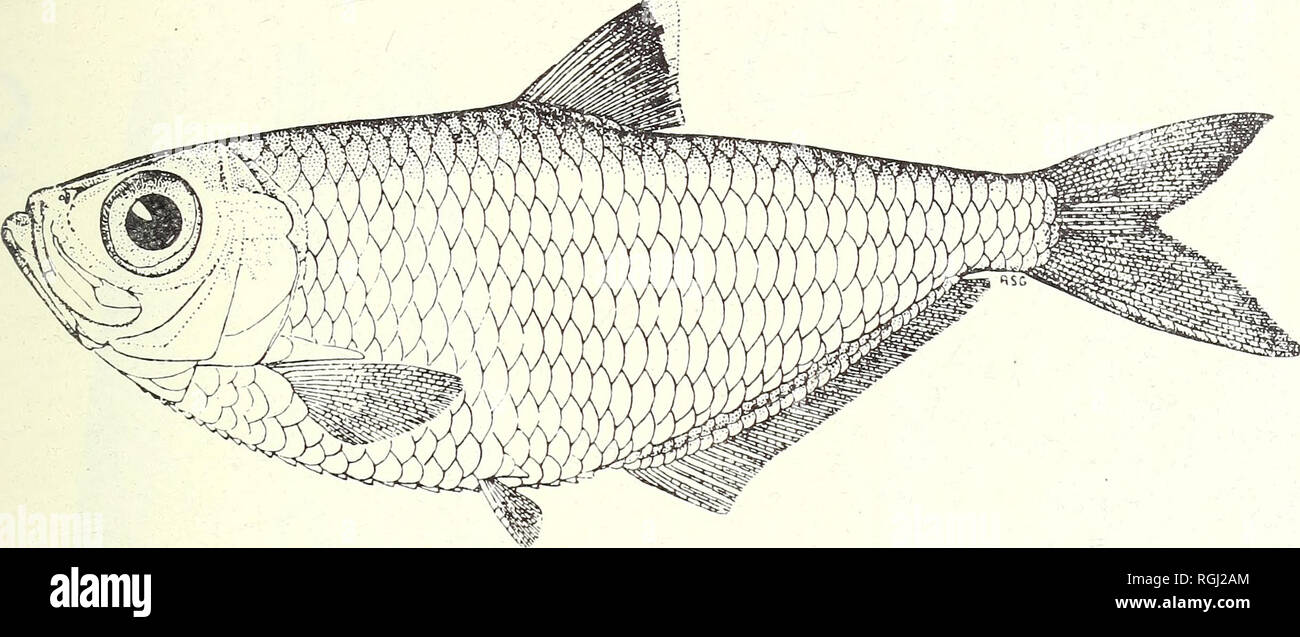 . Bulletin of the British Museum (Natural History). Zoology . Supplement.. CLUPEOID FISHES OF THE GUIANAS 63. Fig. 16. Pellona harroweri (Fowler). From Hildebrand 1964 (as Ilisha harroweri). times as long as deep, projecting strongly beyond upper jaw ; six to eight backwardly directed conical teeth on either side of symphysis. Fine granular teeth on palatines, ecto- and endo-pterygoids, those on the latter forming a well-defined and slightly raised oval tooth-pad ; granular teeth on tongue but vomer endentulous. Operculum about twice as high as broad, anterior margin vertical, posterior margin Stock Photo