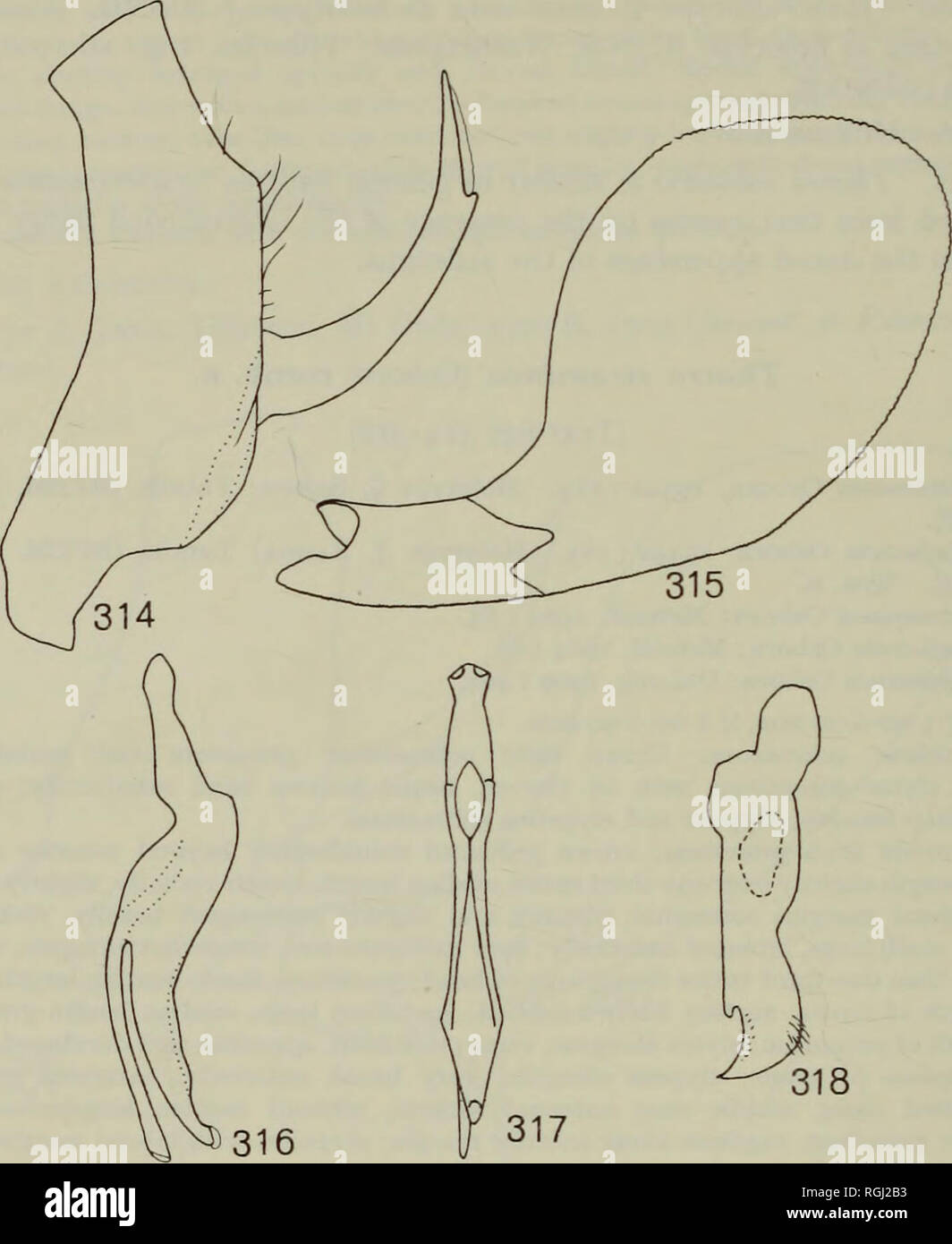 . Bulletin of the British Museum (Natural History) Entom Supp. n8 M. W. NIELSON. Figs 314-318. Tharra straminea (Osborn). 314, male pygofer, lateral view; 315, plate, lateral view; 316, aedeagus, lateral view; 317, aedeagus, dorsal view; 318, style, lateral view. Jassoidula infuscata Osborn, holotype $, Samoa: Tutuila, 900-1200 ft, island, 30.vi.1918 {Kellers) (BPBM, Honolulu). centre of Samoa: Tutuila, Vatia Tr., 1 &gt; iii- 1930 (D. T. Fulloway); Tutuila, Moloata, 1 O., 27.viii.1940 (E. C. Zimmerman); Tutuila, Mt Alava, 500 m, 1 £, 20-24.il.1965 (G. A. Samuelson). The allotype male of Jassoi Stock Photo