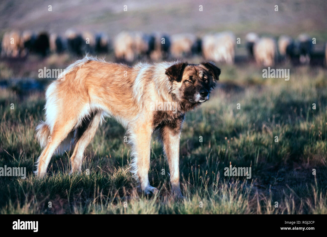 Dog Watching Sheep High Resolution Stock Photography And Images Alamy