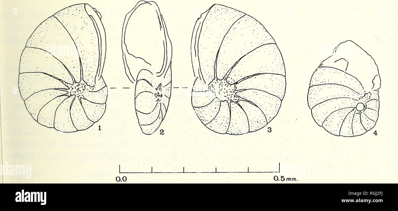 . Bulletin of the British Museum (Natural History). Zoology . Supplement.. CARDIGAN BAY RECENT FORAMINIFERA 215 bers. A similar development occurs in Elphidium selseyense (PL 22, fig. 3) and is probably connected with a particular phase of ontogeny. It is reminiscent of the bulla in certain Globigerinidae. Distribution. This variety was described from Pistilfjorour, Iceland and has also been recorded from off the N.E. seaboard of N. America, Portsmouth, New Hampshire (Parkei, 1952a). Nonionella (? Nonionellina) species A (PI. 22, figs 17, 18; PI. 23, fig. 3; Text-fig. 46, nos 1-4) Diagnosis. A Stock Photo