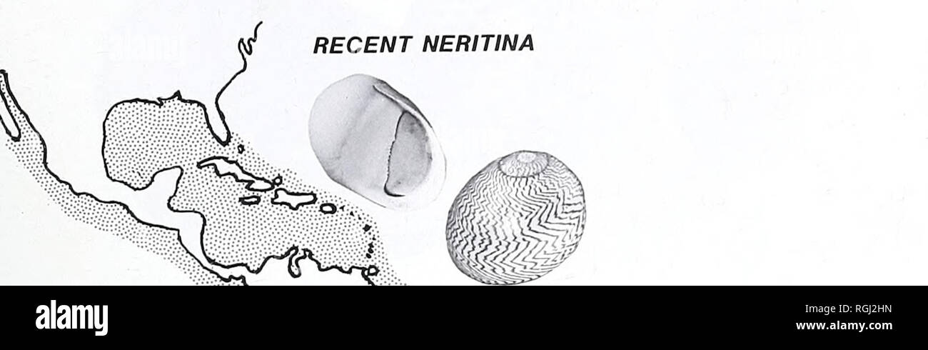 . Bulletin of the British Museum (Natural History). Geology.. PEBASIAN MOLLUSCAN FAUNAS 177. Fig. 5 Recent distribution of Neritina. Insets: top, front view of N. lineolata (Lamarck), Para, Brazil; bottom, rear view of N. zebra (Bruguiere), Surinam; both about X 1.. Please note that these images are extracted from scanned page images that may have been digitally enhanced for readability - coloration and appearance of these illustrations may not perfectly resemble the original work.. British Museum (Natural History). London : BM(NH) Stock Photo
