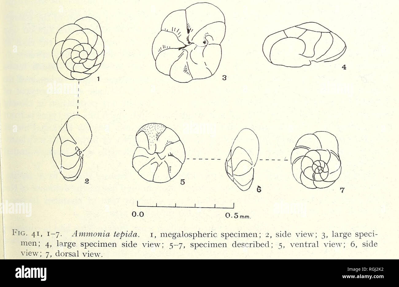 . Bulletin of the British Museum (Natural History). Zoology . Supplement.. CARDIGAN BAY RECENT FORAMINIFERA 191 Ammonia tepida (Cushman) (PI. 18, fig. 17; PI. 30, fig. 7; Text-fig. 41, nos 1-7) Rotalia beccarii (Linnaeus) var. tepida Cushman, 1926 : 79, pi. 1; 1931 : 61, pi. 13, figs 3a-c. Rotalia beccarii var. B, Parker, Phleger &amp; Peirson, 1953 : 13, pi. 4, figs 25-28. Streblus beccarii var. tepida (Cushman) Bradshaw, 1957 : 1138-1147, text-fig. 1; Todd &amp; Bronniman, 1957 : 38. P1- IO&gt; figs 5n- Streblus tepidus (Cushman) Bandy, 1961 : 17, pi. 1, fig. 5. Ammonia tepida Brodniewicz,  Stock Photo